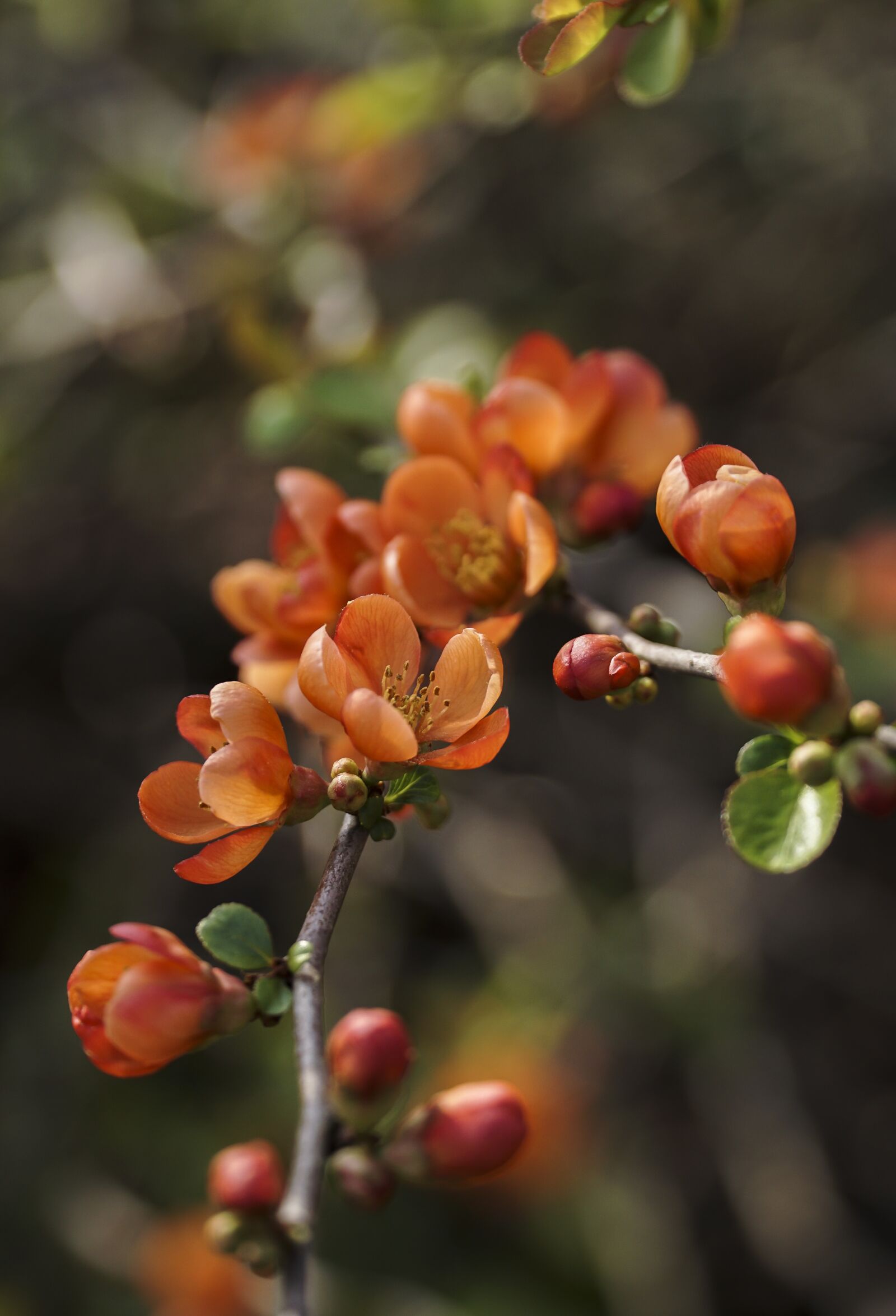 Sony a6000 + Sony E PZ 18-105mm F4 G OSS sample photo. Flowers, orange, plant photography