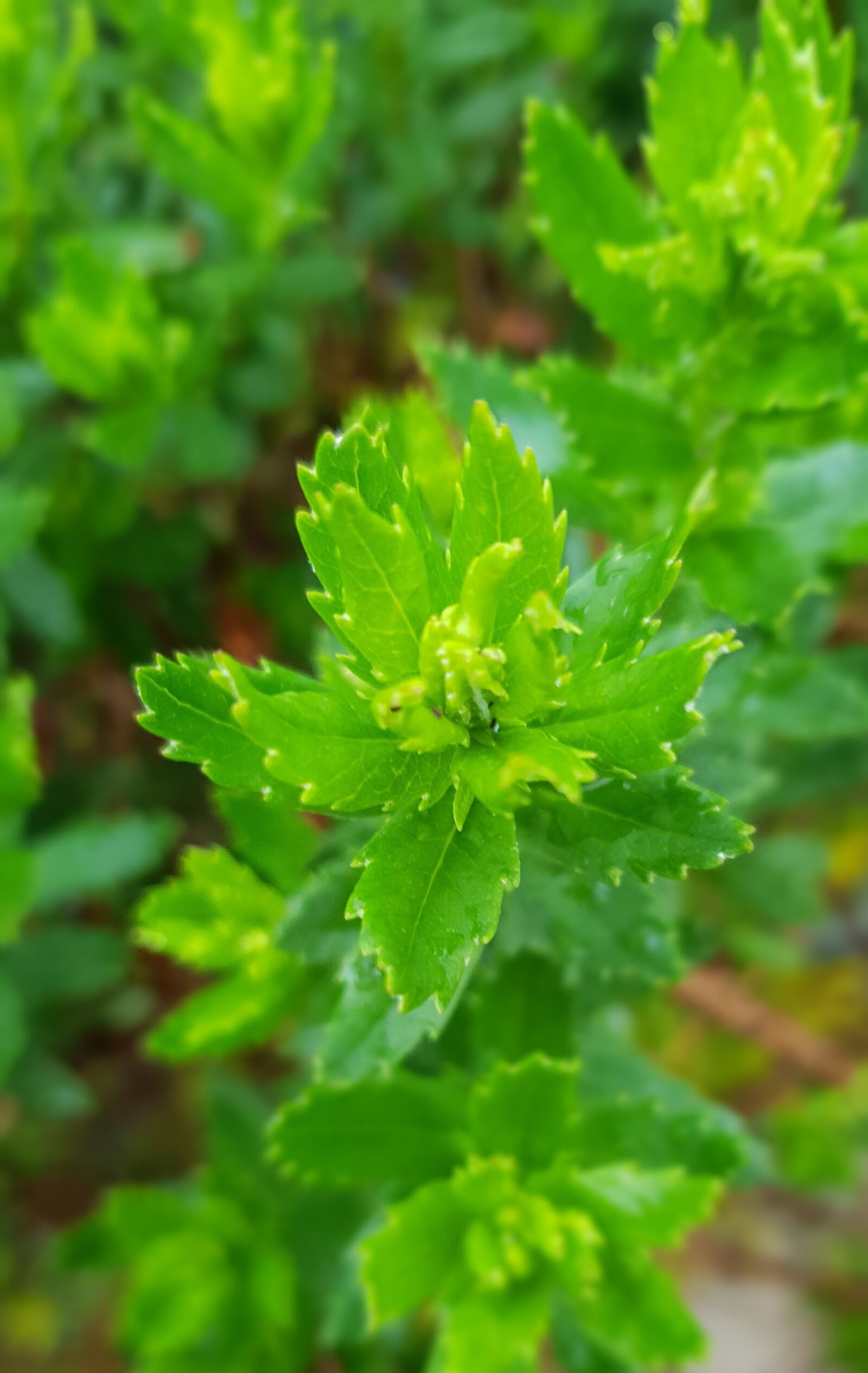 Samsung Galaxy S9 sample photo. Leaf, focus, macro photography