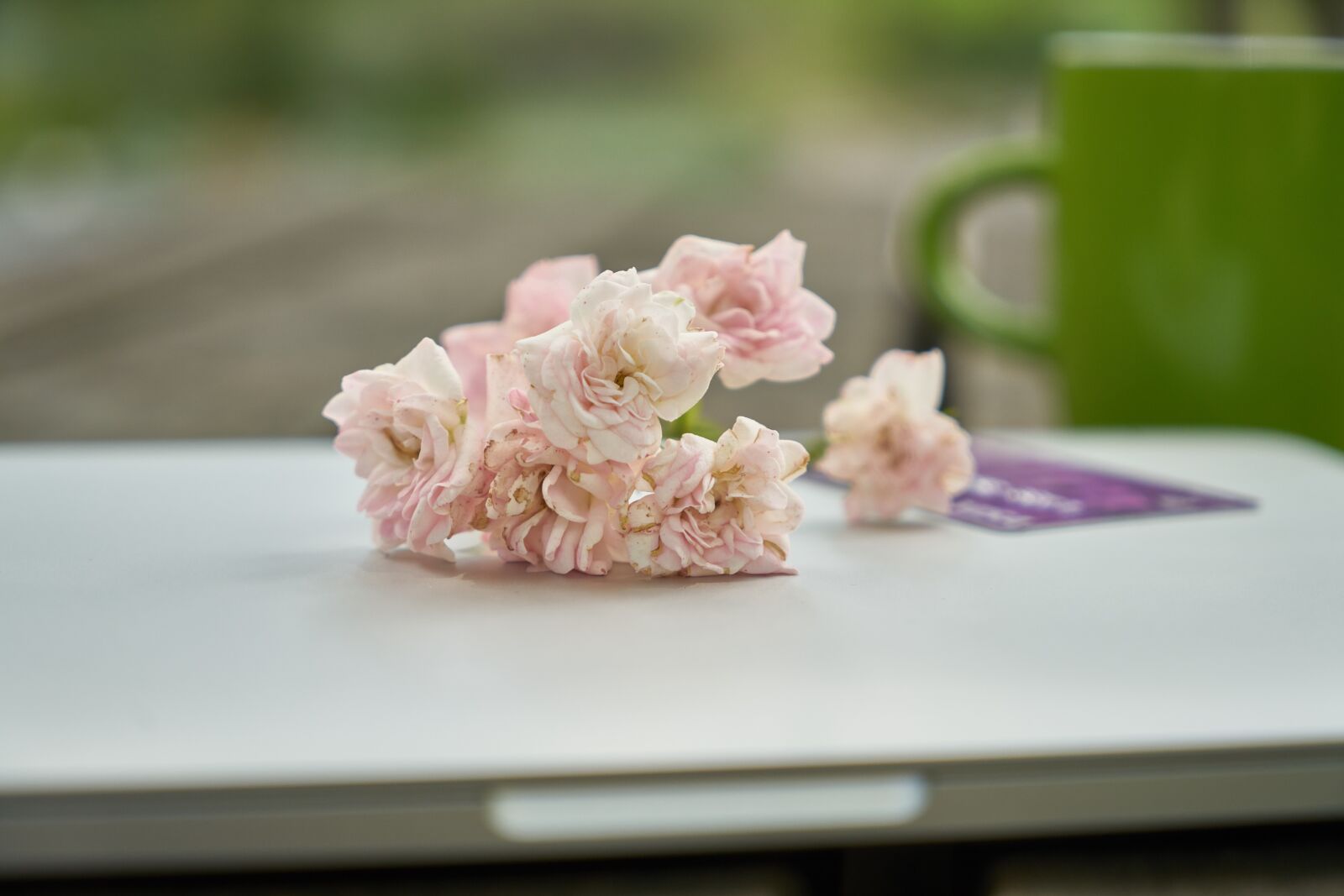 Sony a7R II sample photo. Laptop, flower, computer photography