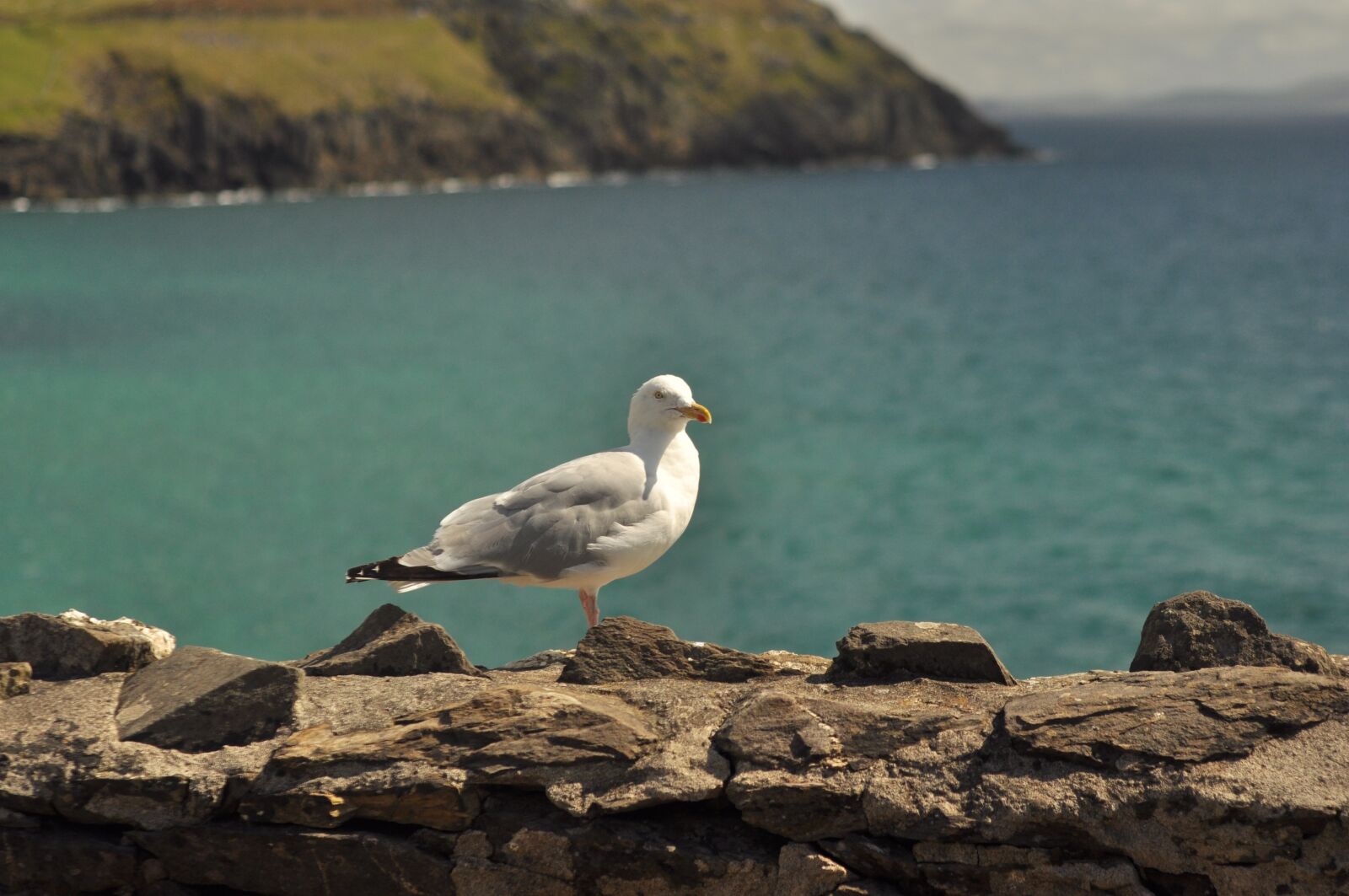 Nikon D90 sample photo. Seagull, ireland, atlantic photography