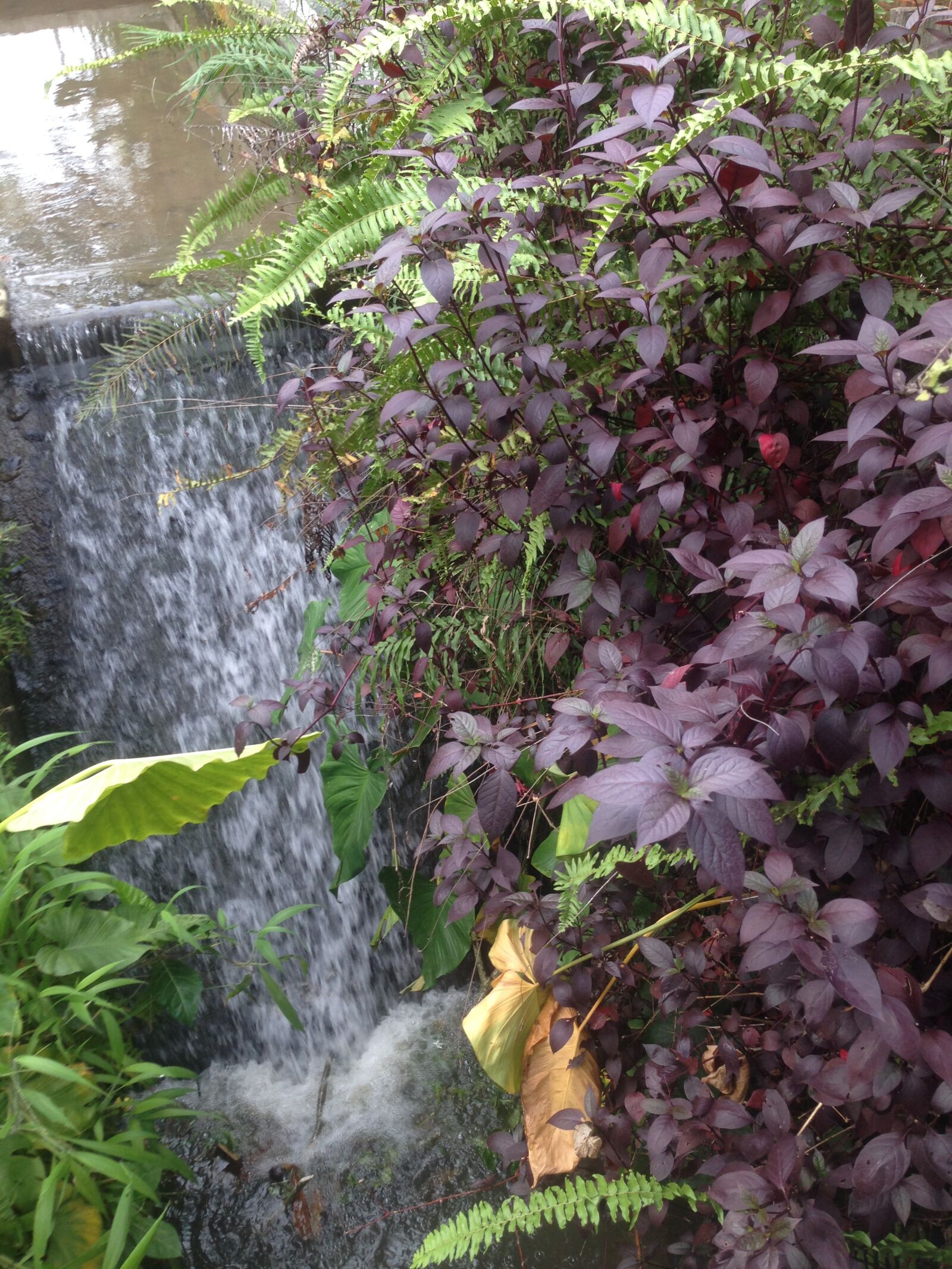 iPhone 5 back camera 4.12mm f/2.4 sample photo. Waterfall, plant, tropical photography