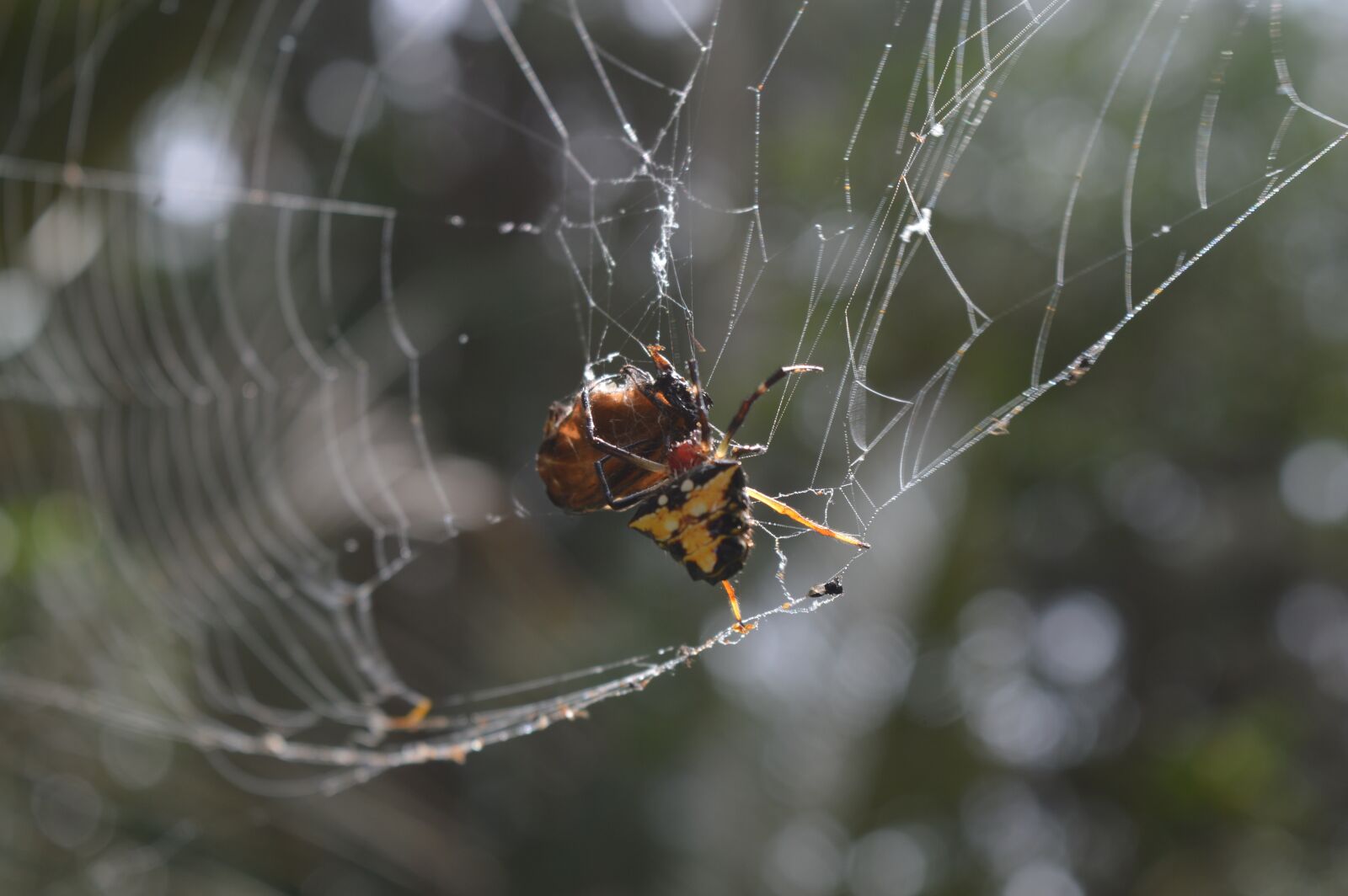 Nikon D3200 sample photo. Spider, cobweb, insects photography