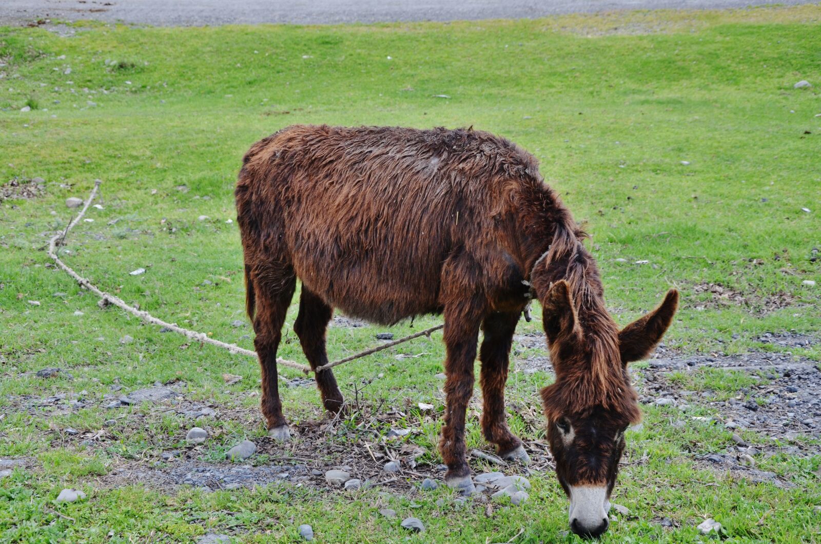 Nikon D7000 sample photo. Donkey, animal, farm photography