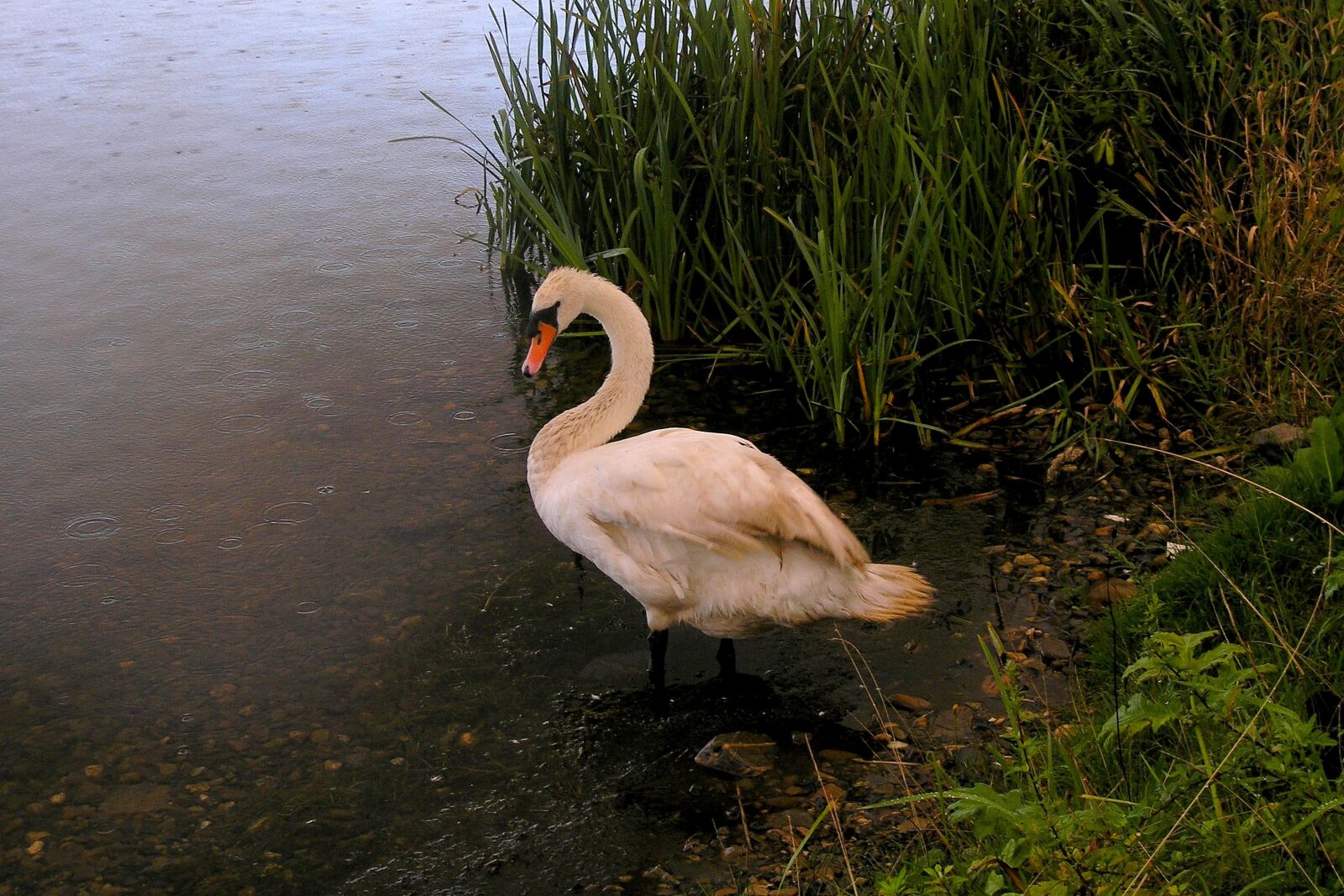 Olympus C5060WZ sample photo. Swan, rain, nature photography