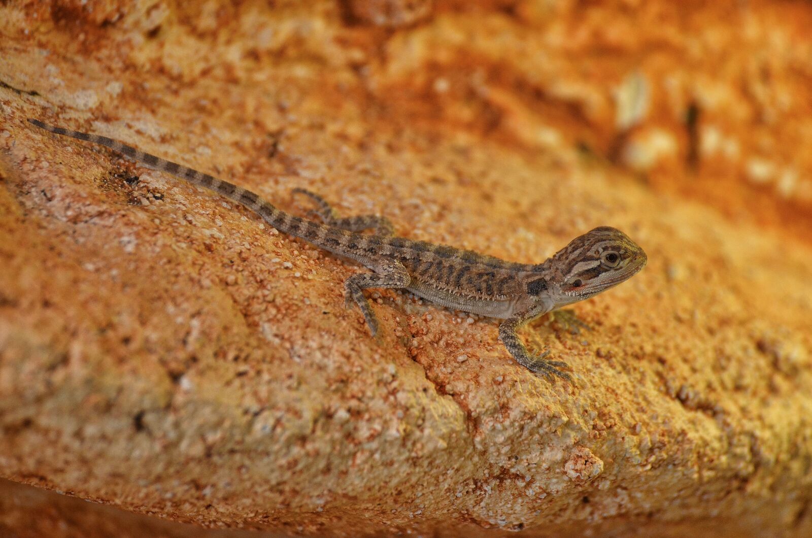Nikon D7000 sample photo. Bearded dragon, young animal photography