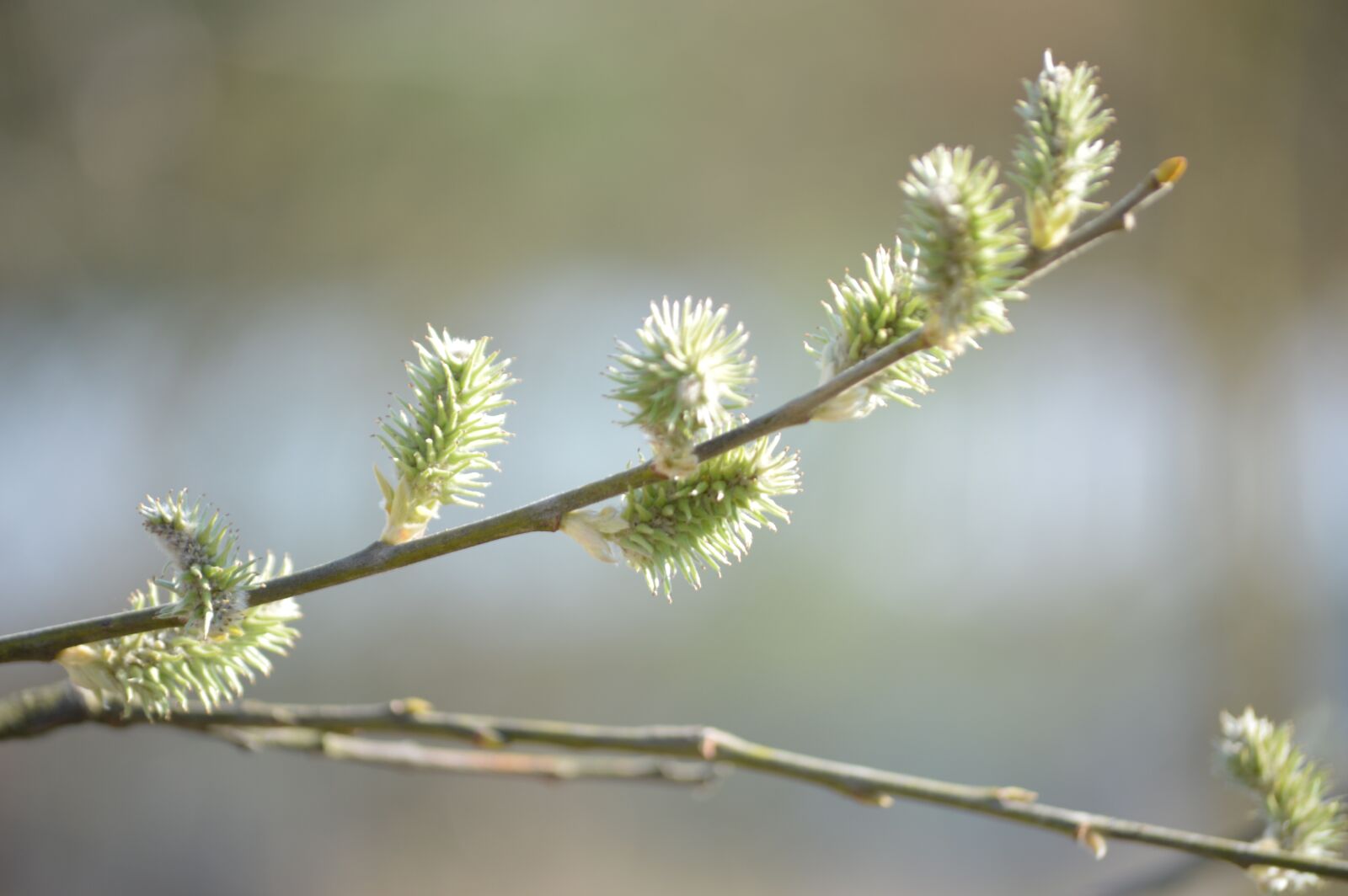 Nikon D3200 sample photo. The basis of, spring photography