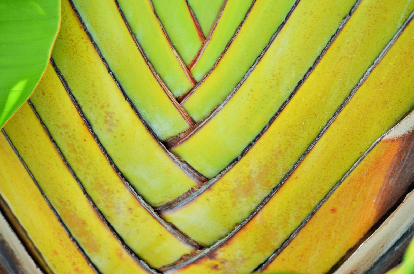 Nikon D5100 sample photo. Banana, yellow, plants photography