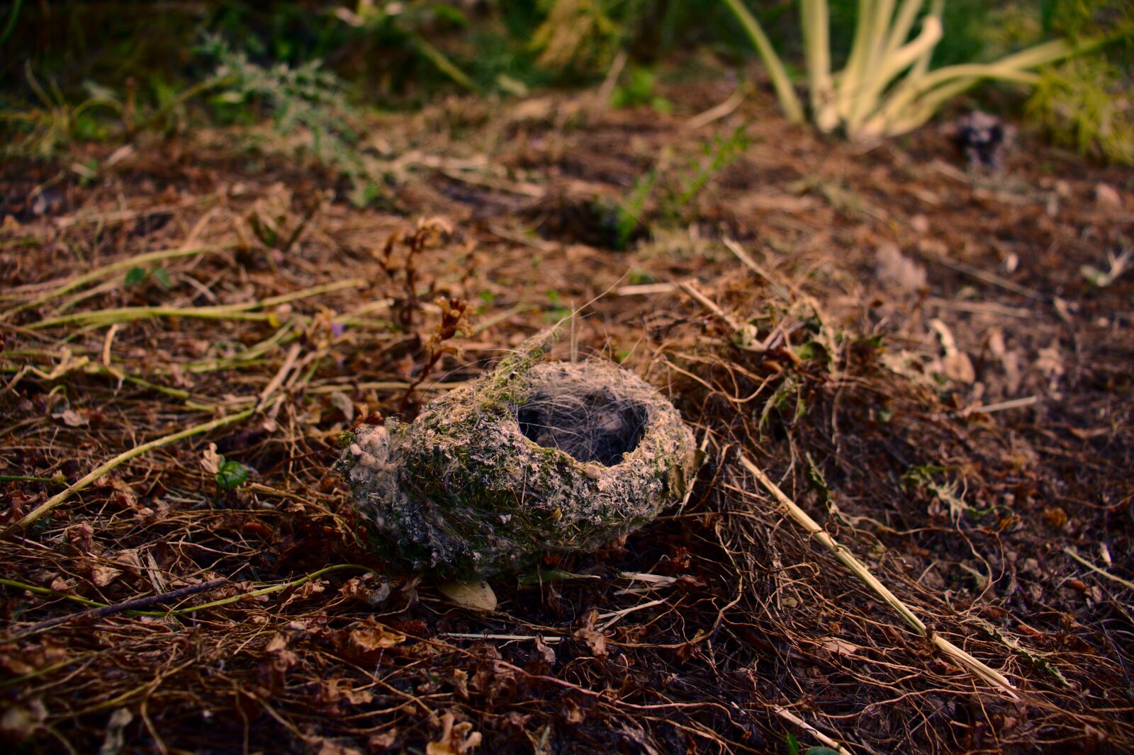 Canon EOS 800D (EOS Rebel T7i / EOS Kiss X9i) sample photo. Nest, birds, nature photography