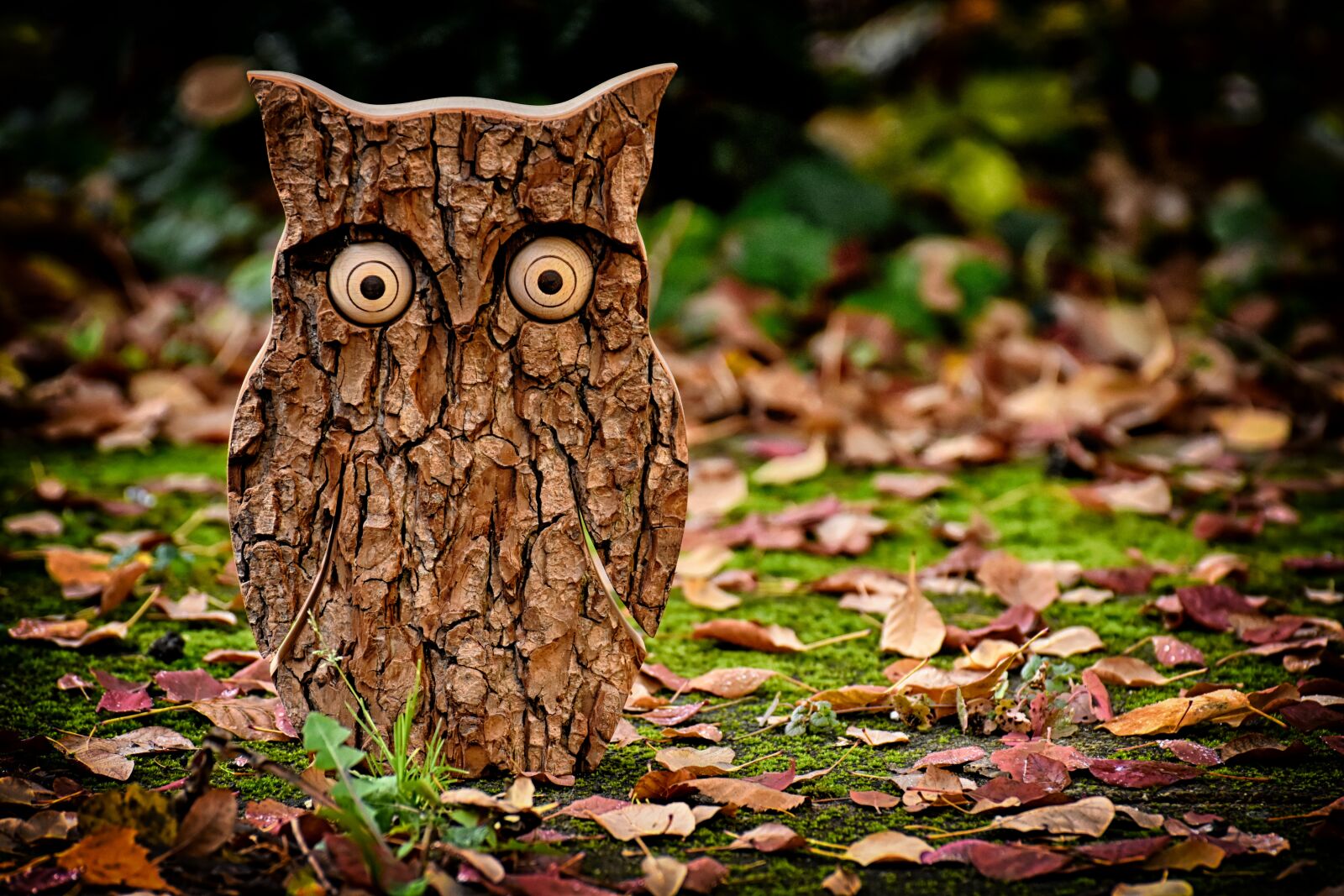 Nikon D7200 sample photo. Owl, tree bark, animal photography