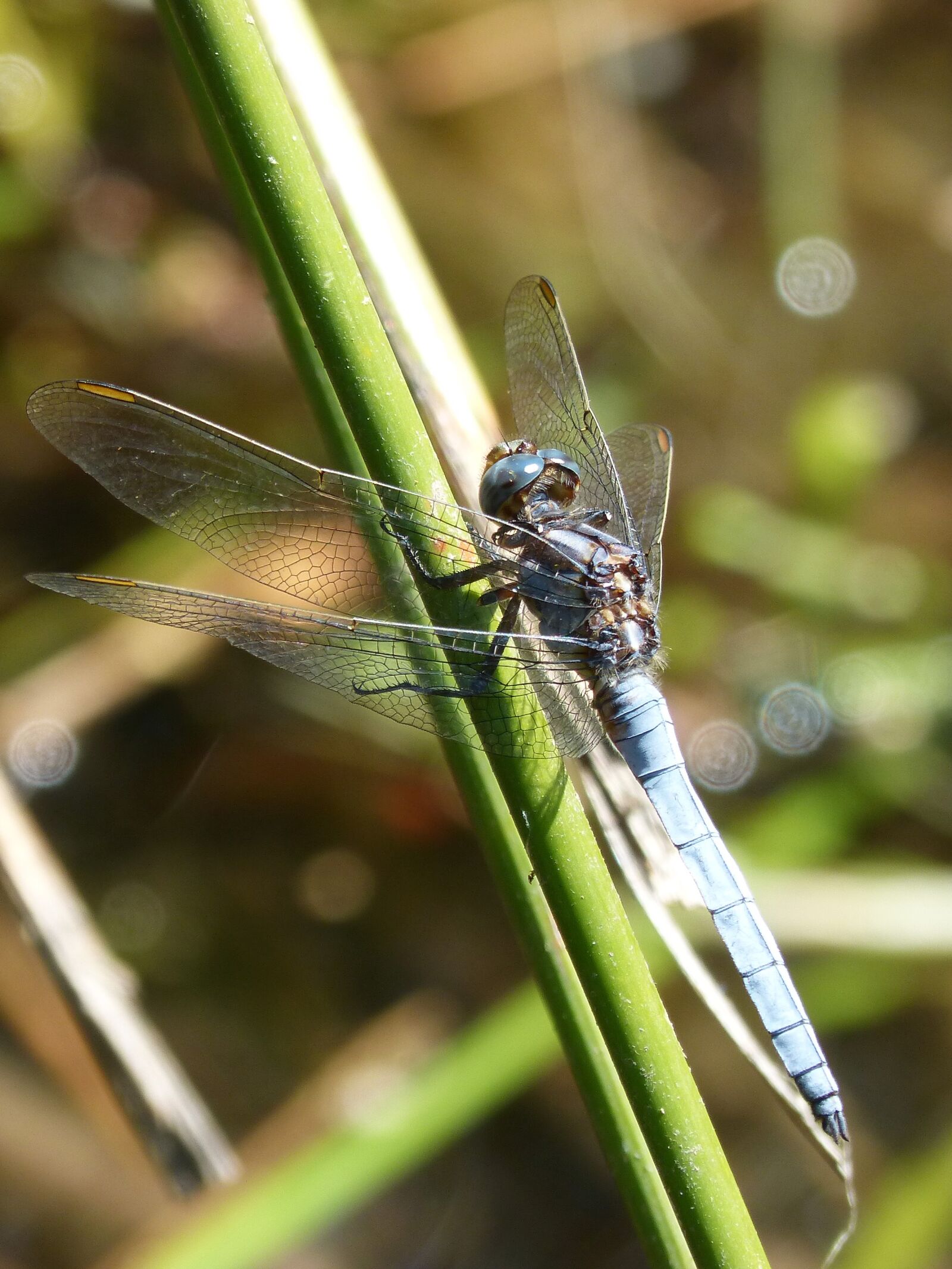 Panasonic DMC-FZ62 sample photo. Dragonfly, blue dragonfly, pond photography