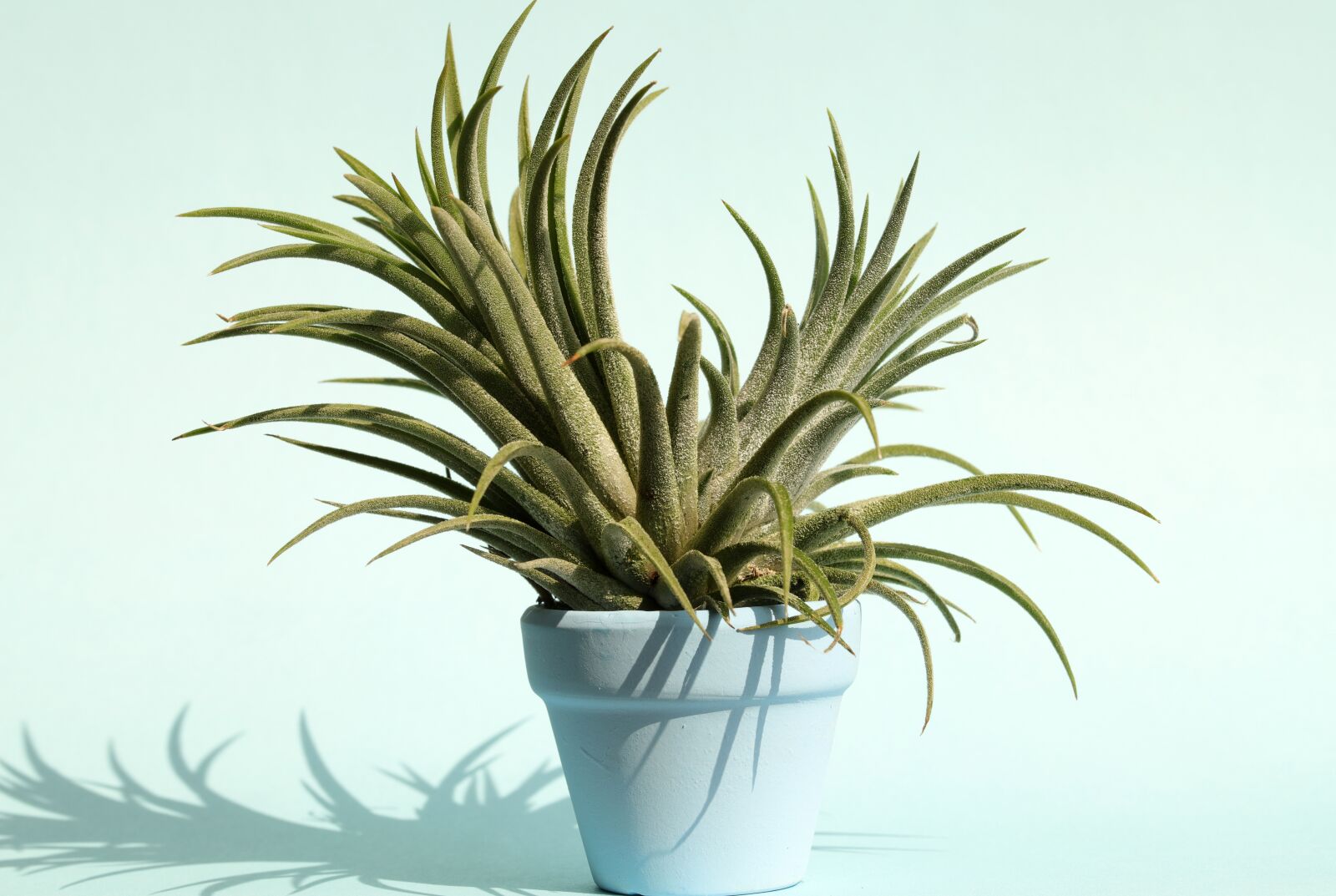 Canon EOS 6D Mark II sample photo. Pastel, potted plant, flowers photography