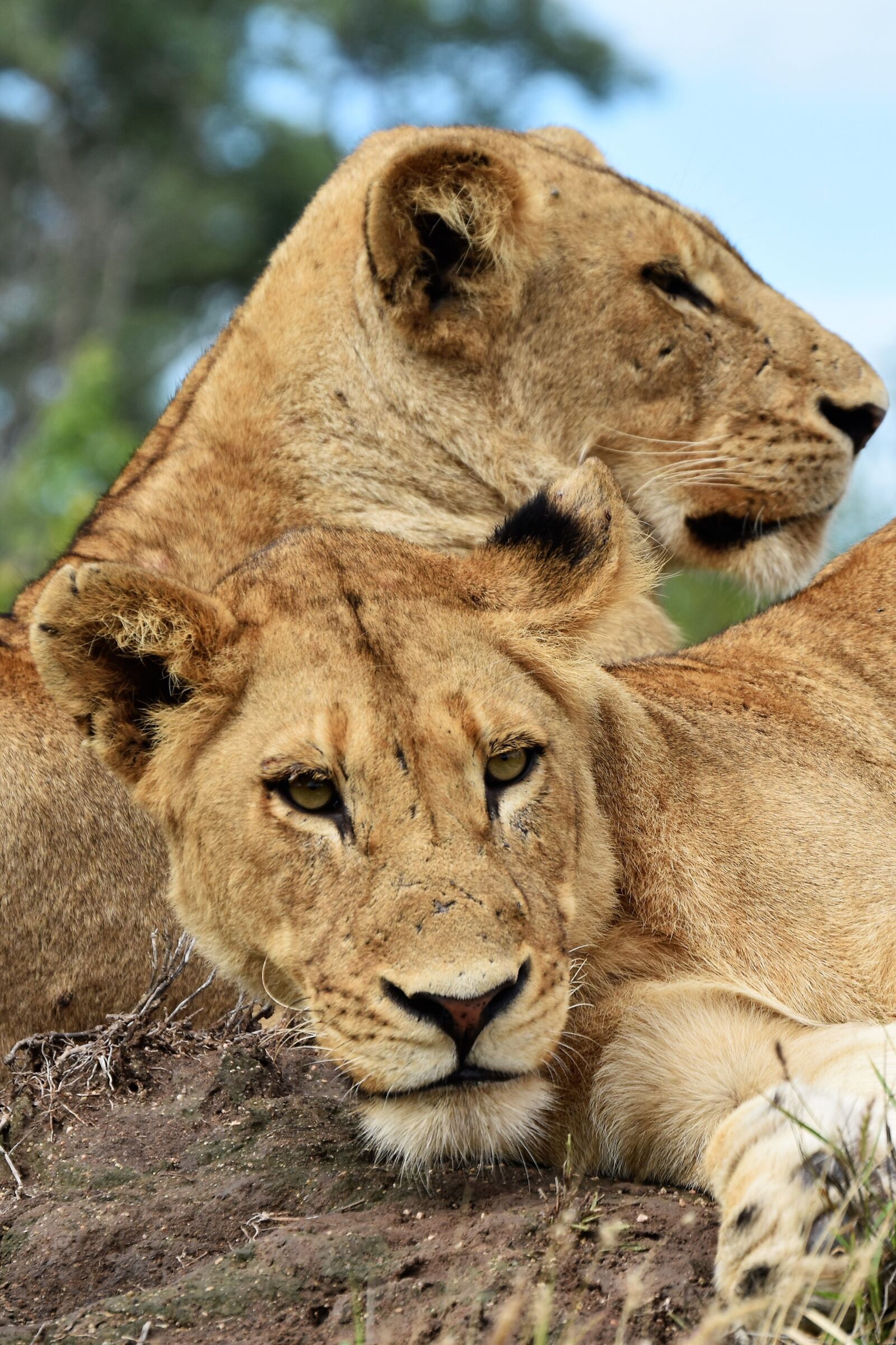 Nikon D3500 sample photo. Lions, friends, africa photography