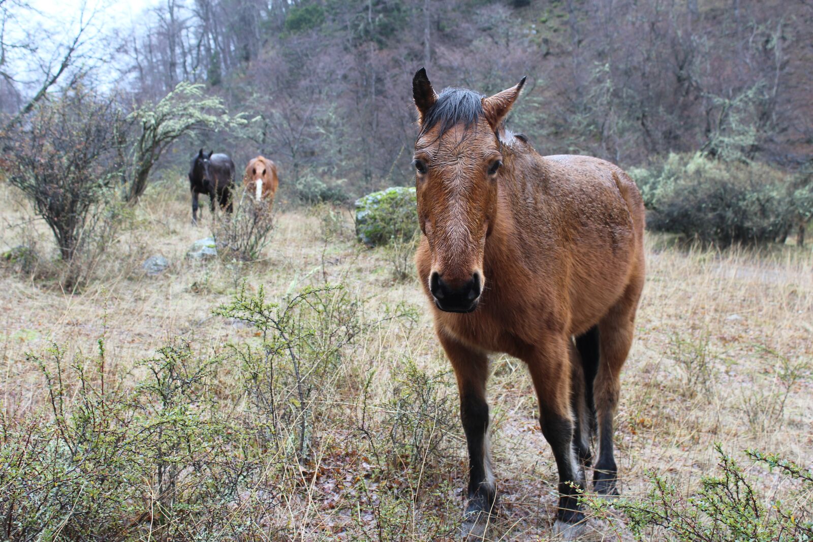 Canon EOS 1200D (EOS Rebel T5 / EOS Kiss X70 / EOS Hi) sample photo. Horse, animals, field photography