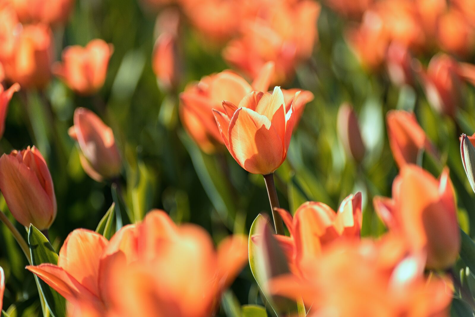 Nikon D750 sample photo. Tulips, spring, flowers photography