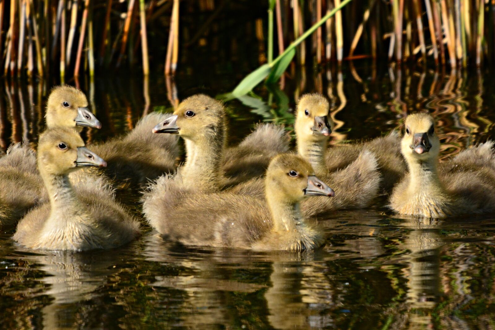 Nikon D7100 sample photo. Goose, water bird, gosling photography