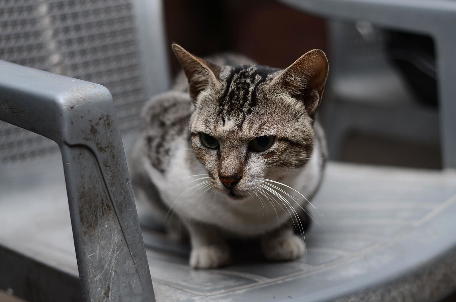 Nikon AF Nikkor 50mm F1.8D sample photo. Cat, chair, cat, feline photography