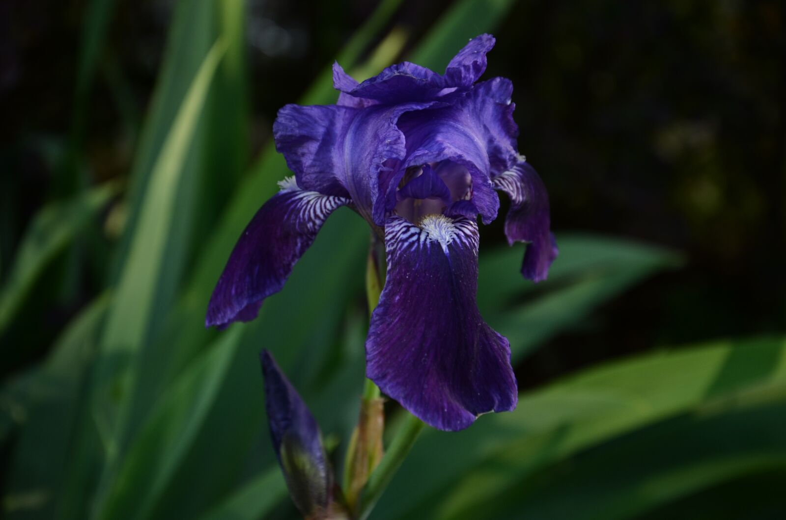 Nikon D5100 sample photo. Violet, flower, blossom photography