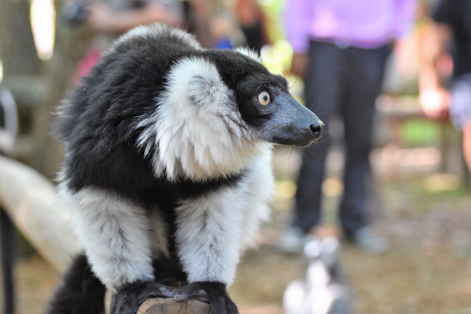 Nikon D7200 sample photo. Zoo, lemur photography