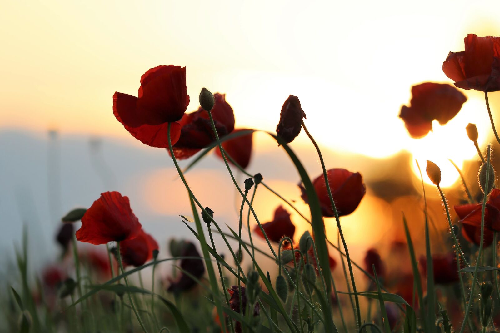 Canon EF 70-300 F4-5.6 IS II USM sample photo. Red poppys, blooming, evening photography