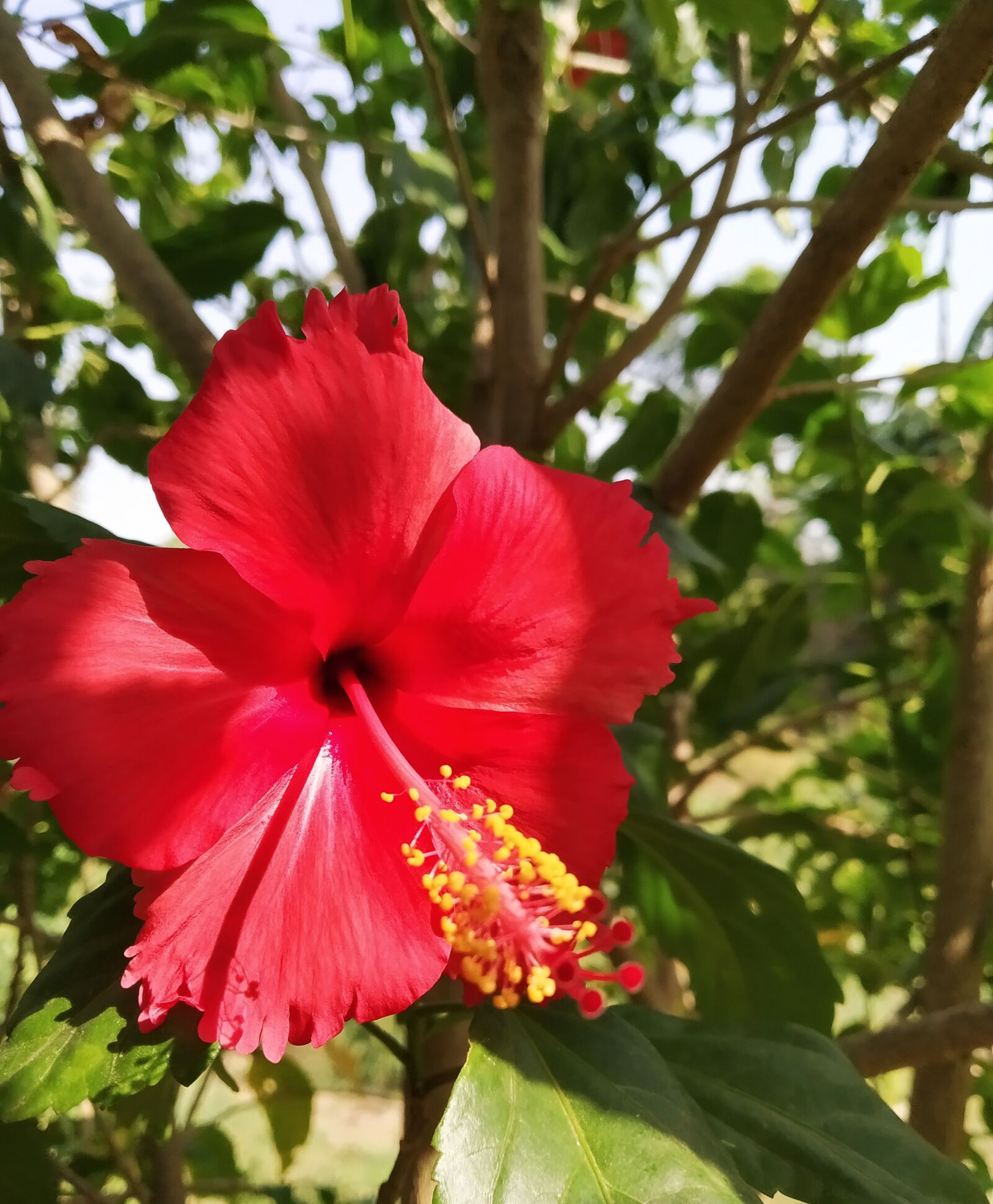 Xiaomi Redmi Note 7 sample photo. Flower, nature, red photography