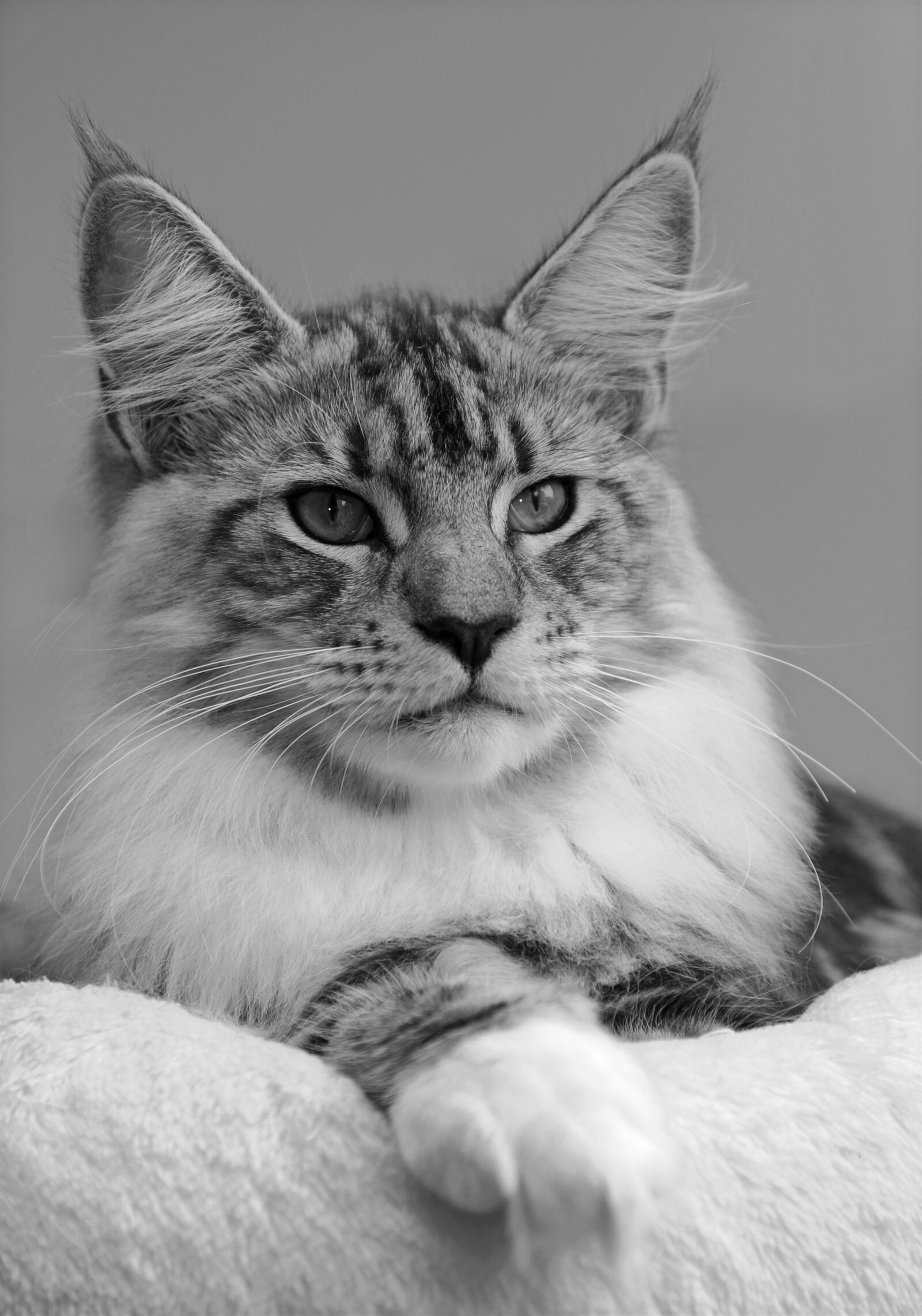 Nikon D3 sample photo. Cat, man, carnivores photography