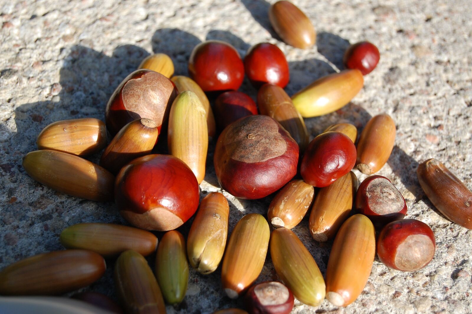Nikon D40 sample photo. Chestnuts, acorns, autumn photography