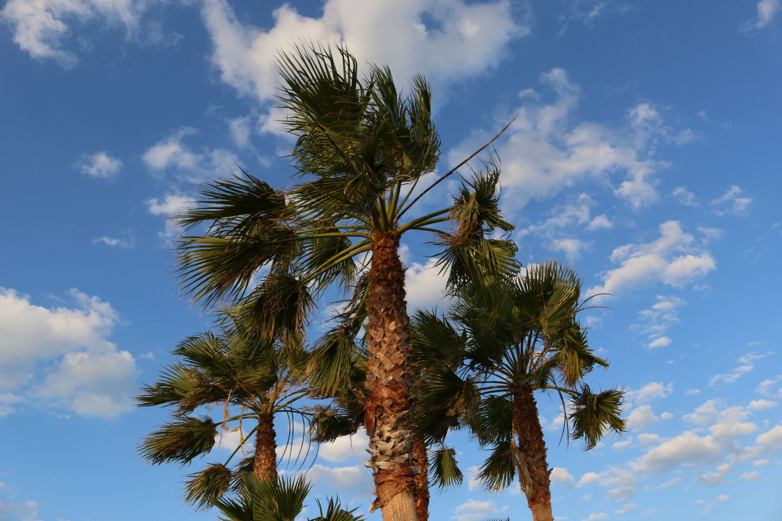 Canon EOS 70D + Canon EF-S 18-55mm F3.5-5.6 IS STM sample photo. Blue, sky, clouds, palm photography