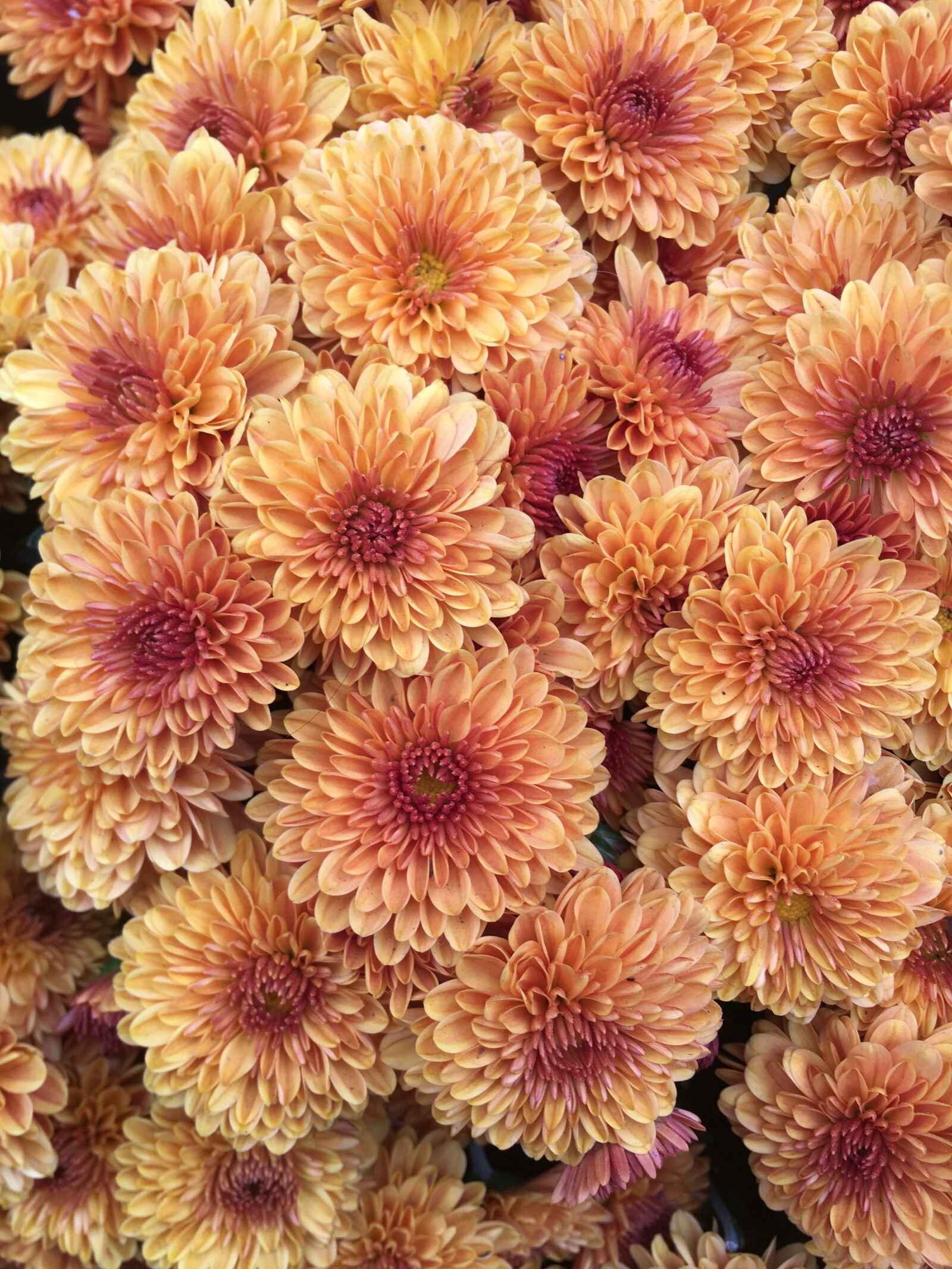 Apple iPhone 6s sample photo. Flowers, floral, garden photography