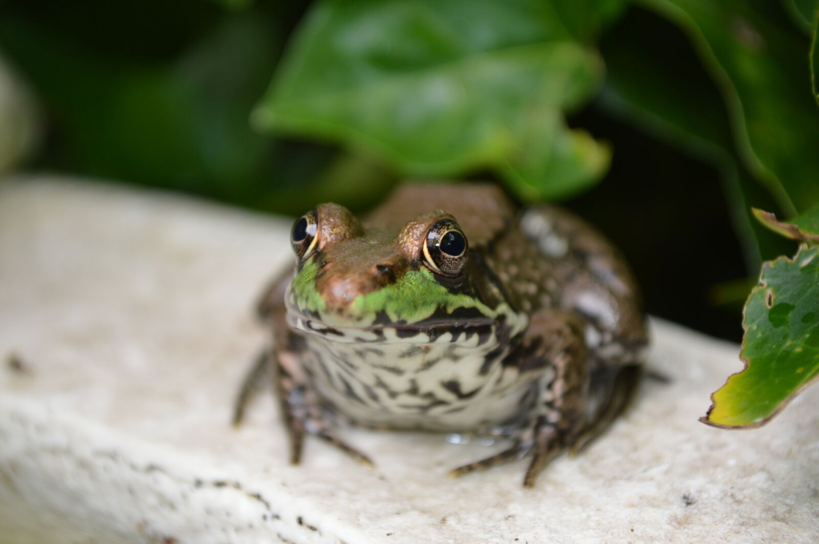 Nikon D3200 sample photo. Frog, green, water photography