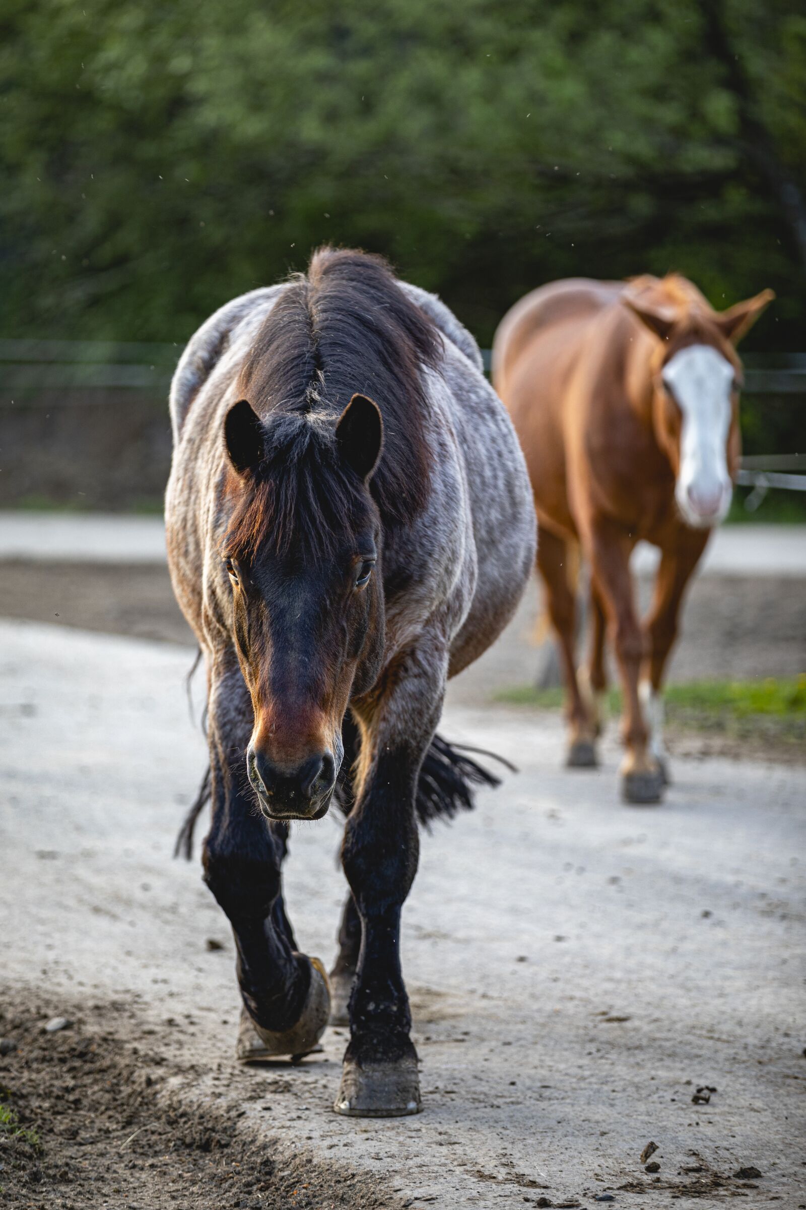 Canon EOS 5D Mark IV sample photo. Horses, farm, animal photography