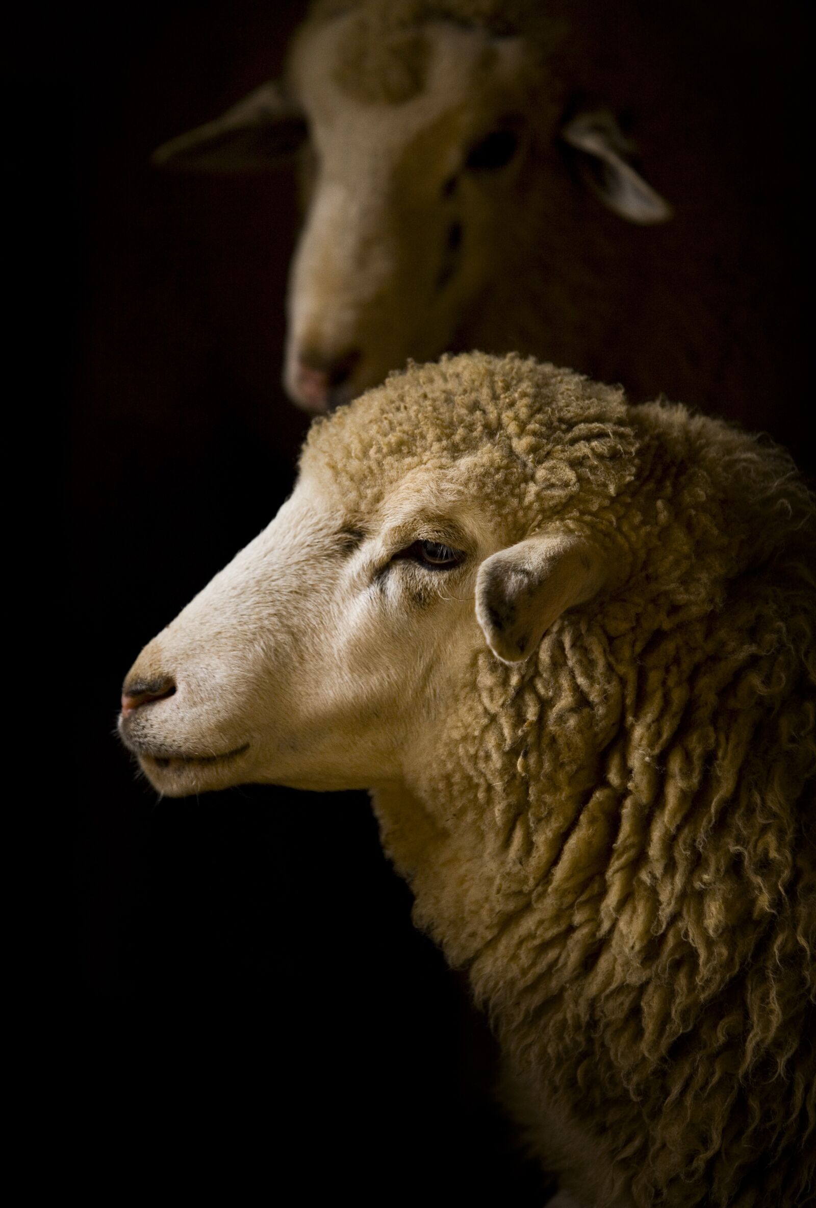 Canon EOS 5D sample photo. Sheep, wool, wooly photography