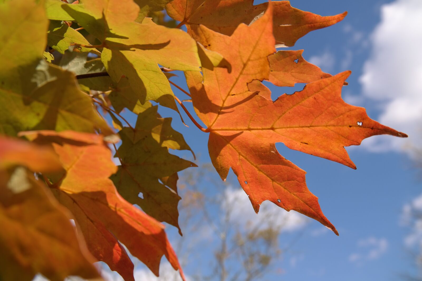 Samsung NX300 sample photo. Autumn, fall foliage, orange photography