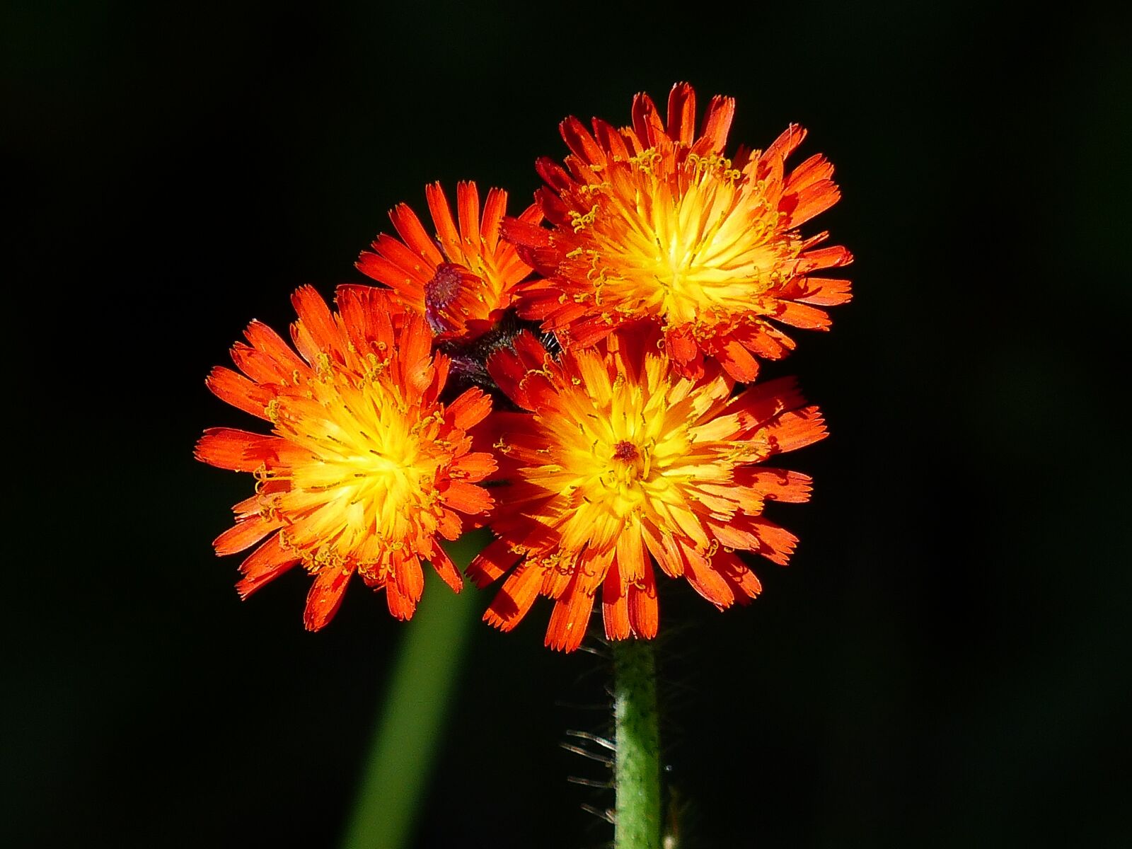 Panasonic Lumix DMC-FZ200 sample photo. Wild flower, plant, orange photography