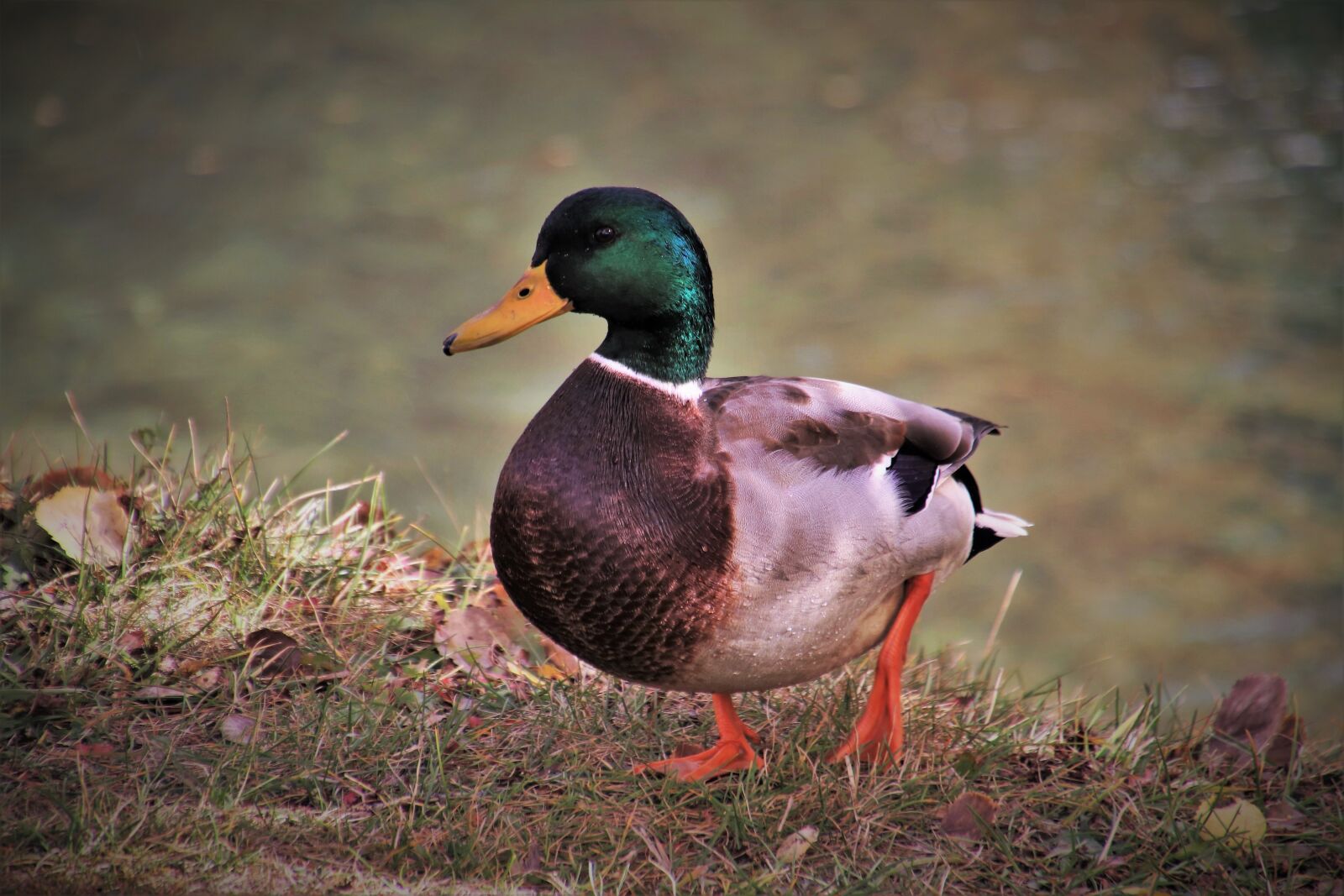 Canon EOS 80D sample photo. Duck, in the fall photography