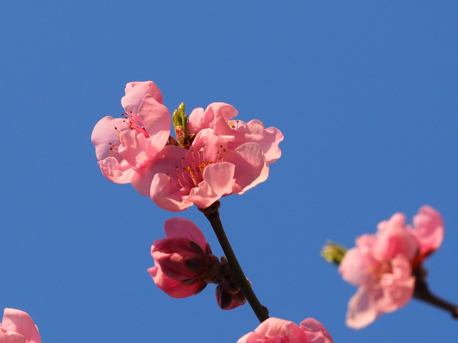 Olympus OM-D E-M10 II + LUMIX G VARIO 45-150/F4.0-5.6 sample photo. Blossom, nature, spring photography