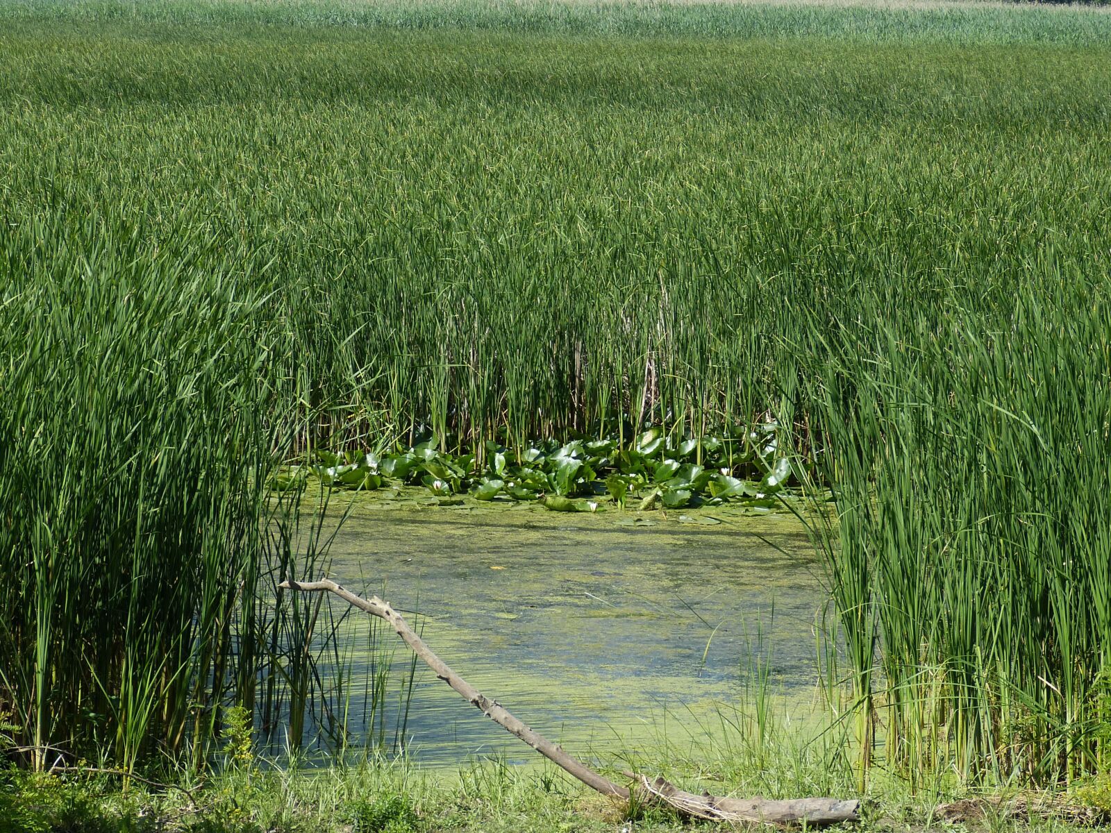 Panasonic Lumix DMC-FZ150 sample photo. Danube, danube delta, delta photography