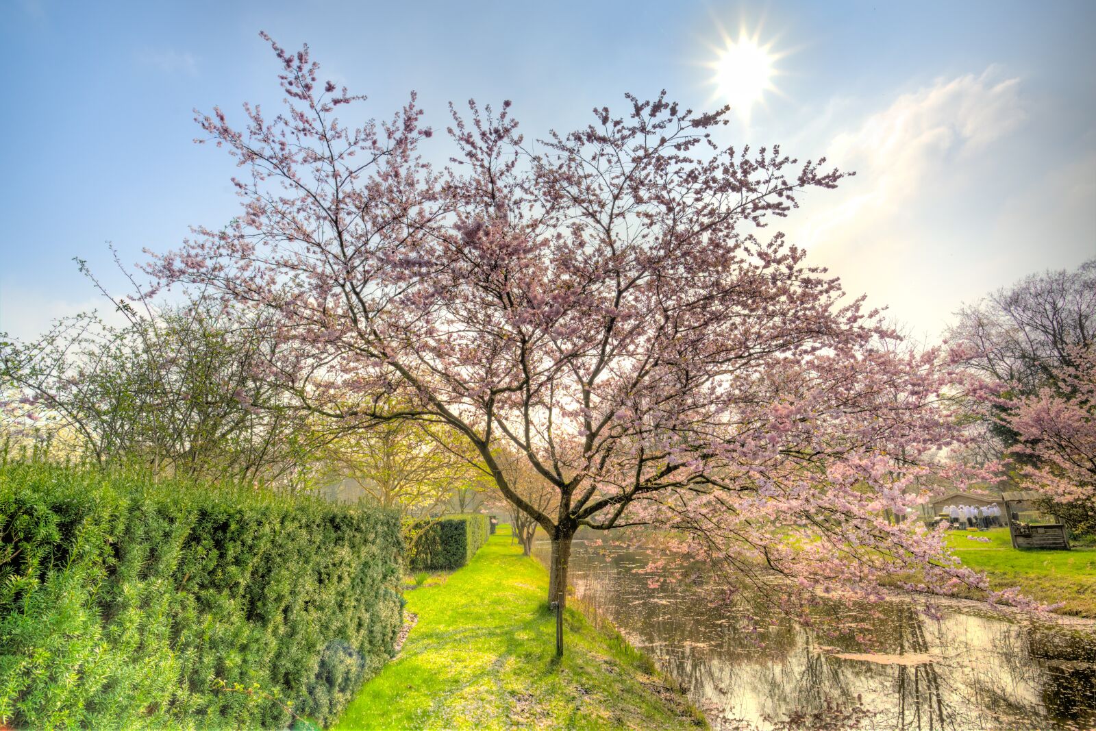 Nikon D610 sample photo. Pink tree, blossom, sunny photography