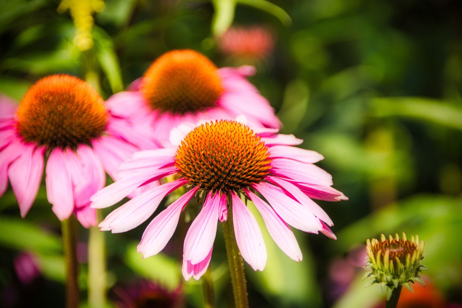 Canon EOS 200D (EOS Rebel SL2 / EOS Kiss X9) sample photo. Coneflower, pink, flowers photography
