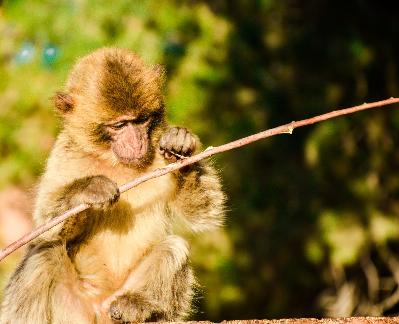 Nikon D7100 sample photo. Portrait, animal, nature photography
