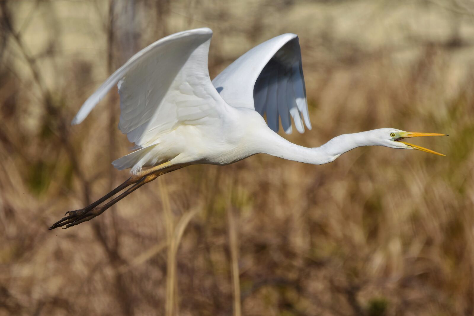 Nikon D7200 sample photo. Animal, river, grass photography