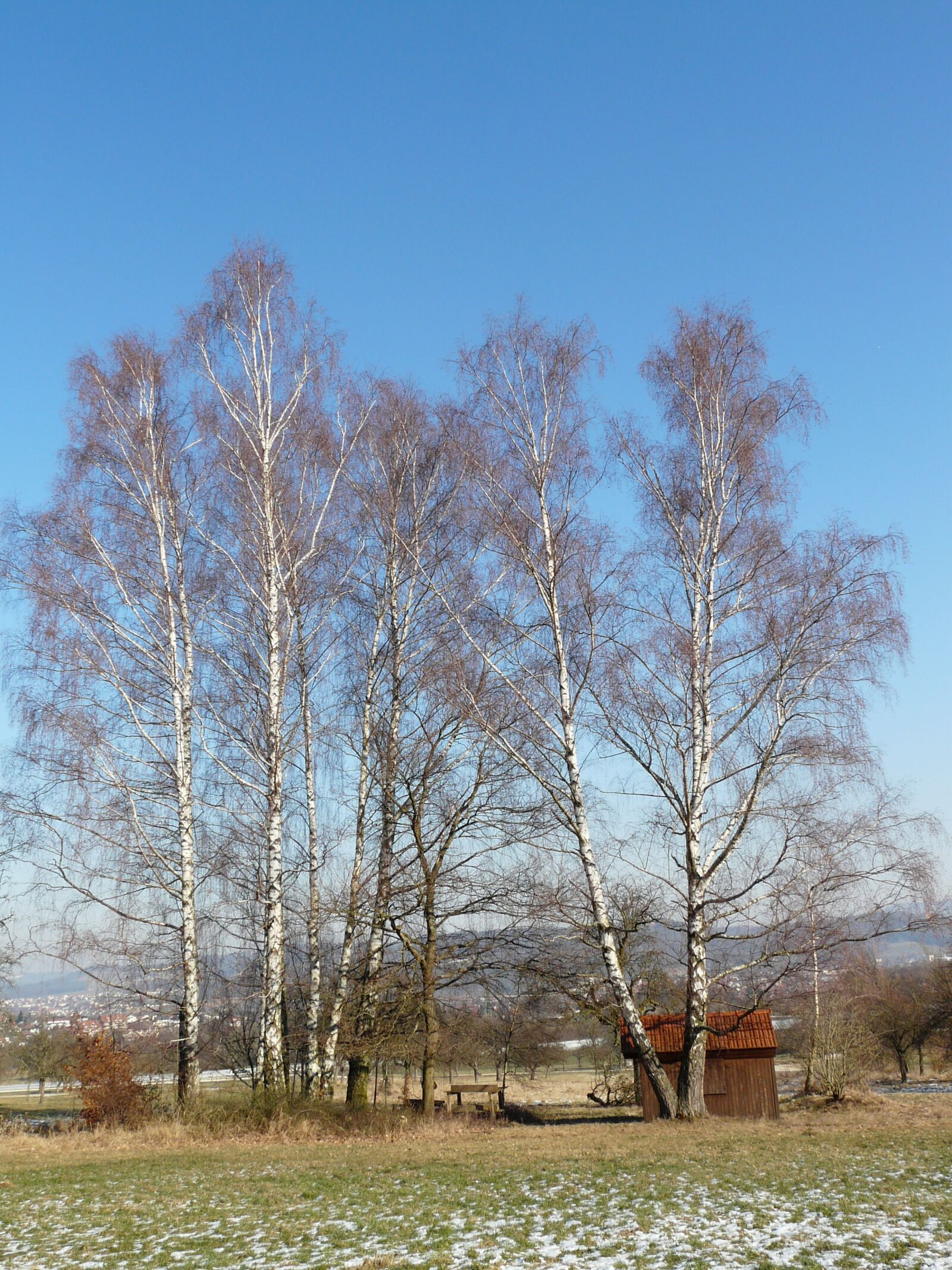 Panasonic DMC-FZ18 sample photo. Birch, birch grove, trees photography