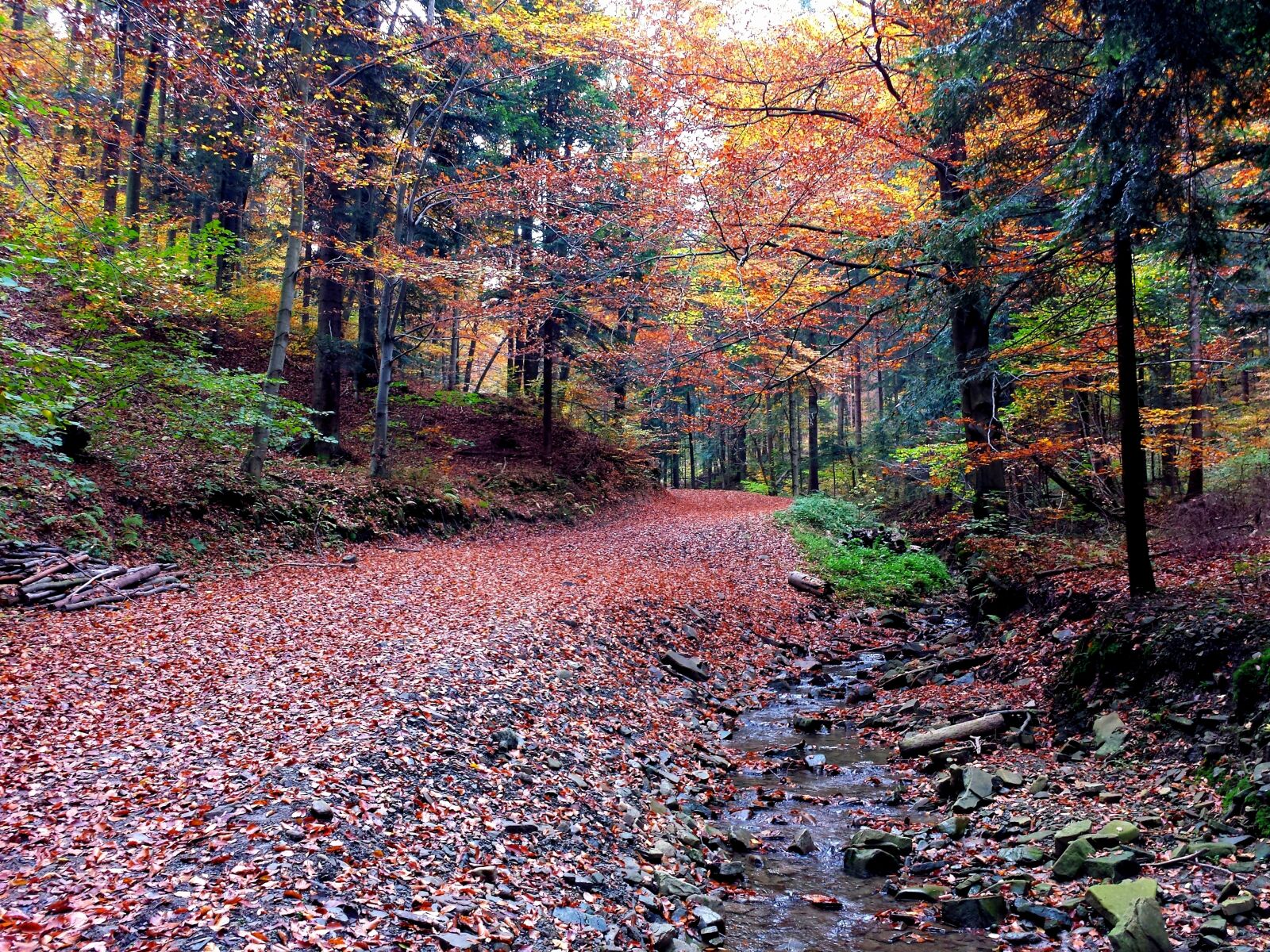 Samsung Galaxy S4 sample photo. Autumn, forest, way photography