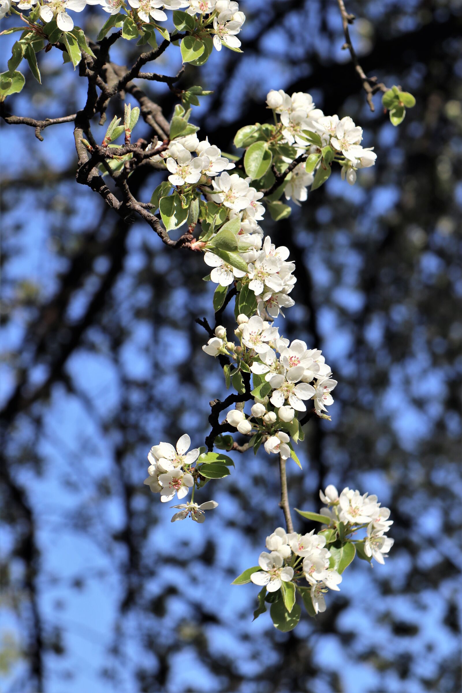 Canon EOS M6 sample photo. Spring, sprig, blossoming photography