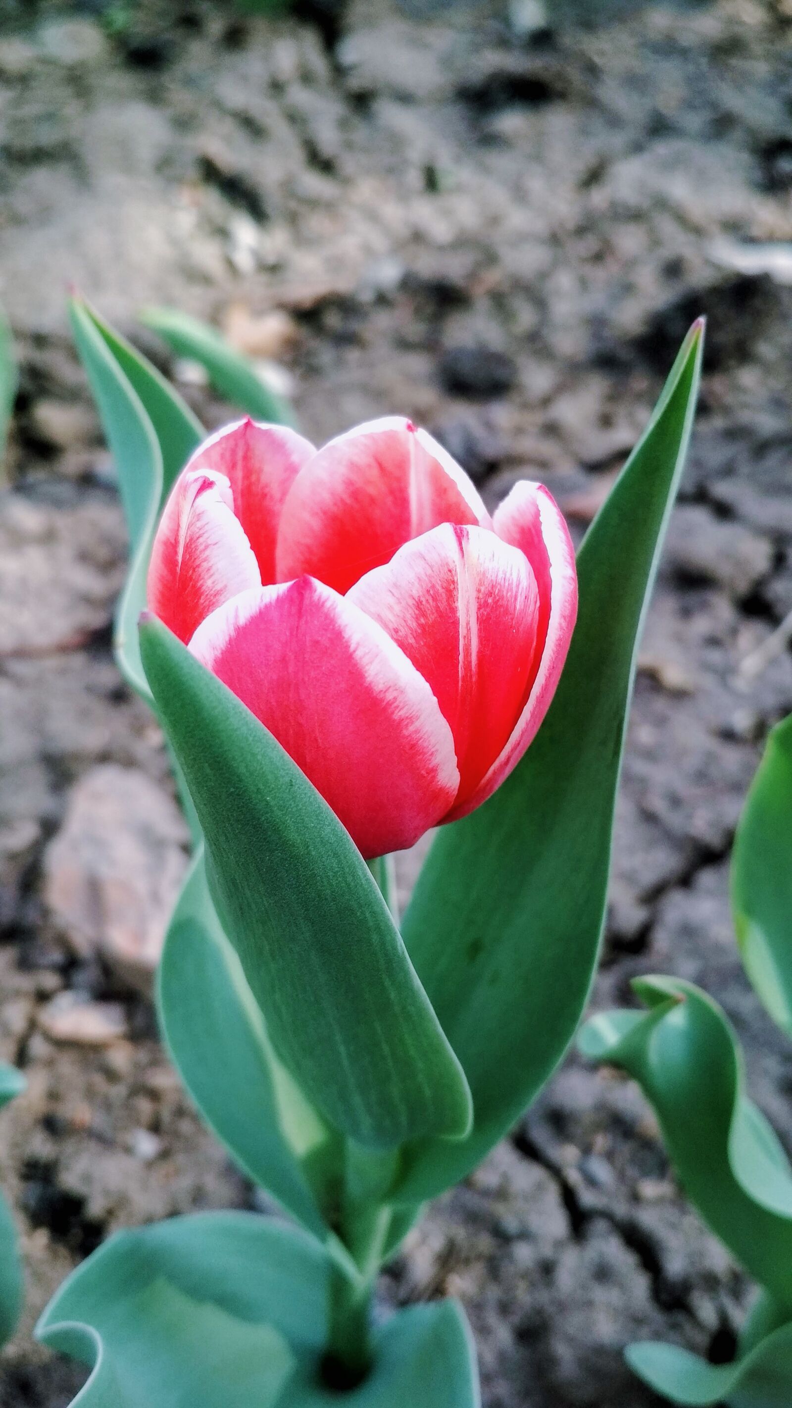 Xiaomi Redmi 4X sample photo. Flower, green, nature photography