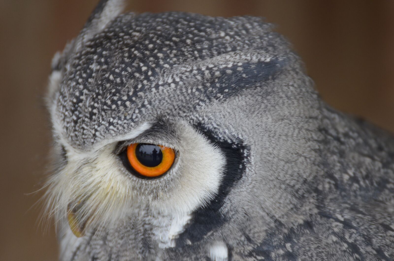 Nikon D5100 sample photo. Eagle owl, bird, bird photography
