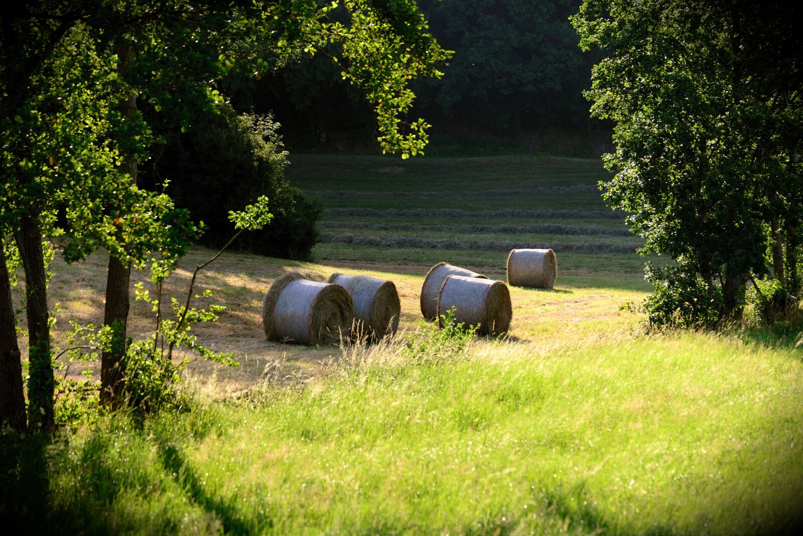 Nikon D610 sample photo. Hay bales, meadow, field photography