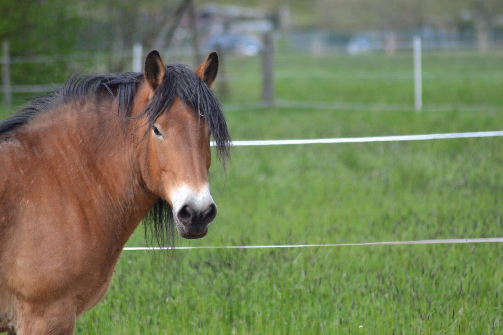 Nikon D3100 sample photo. Beautiful, horse, mane, pony photography