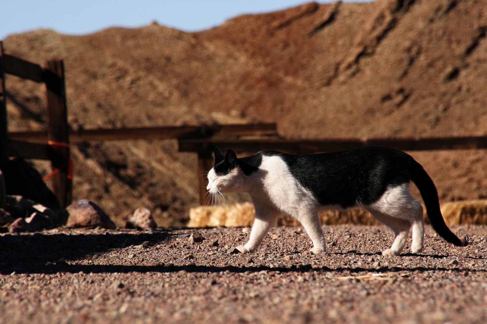 Canon EOS 350D (EOS Digital Rebel XT / EOS Kiss Digital N) sample photo. Cat, calico, western photography