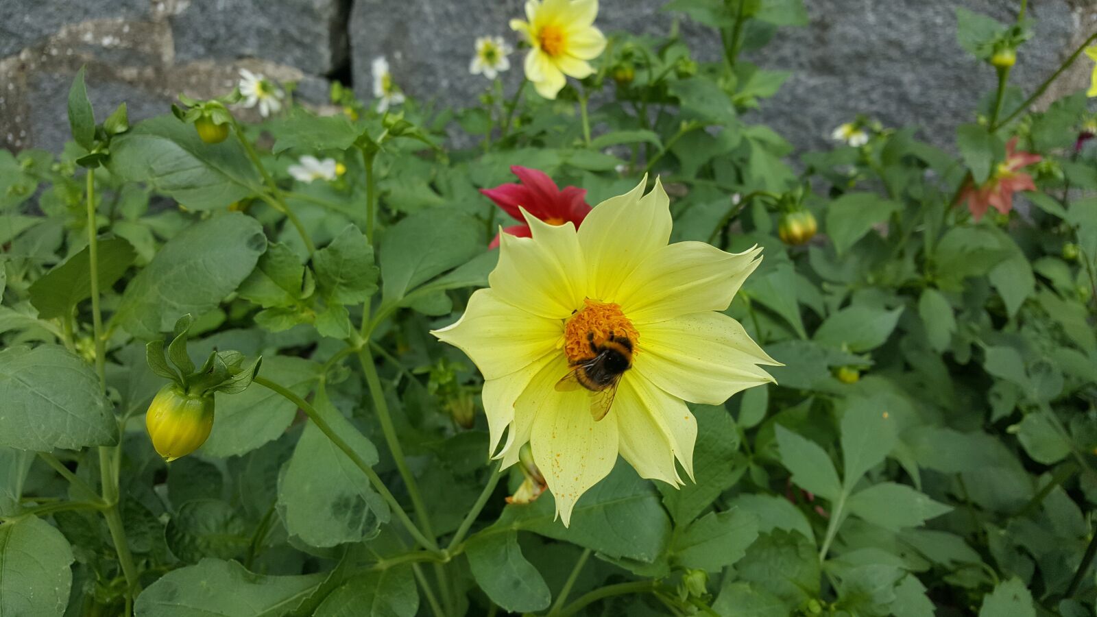 Samsung Galaxy Note5 sample photo. White, flower, nature photography