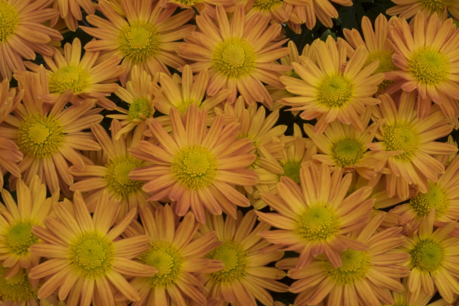 Fujifilm X-T10 sample photo. Flower, autumn, in the photography